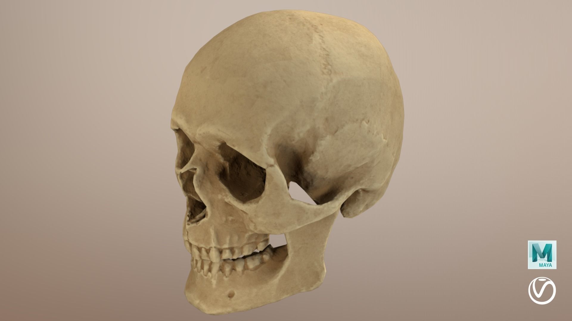 Low Poly Old Skull Low-poly 3D model_9