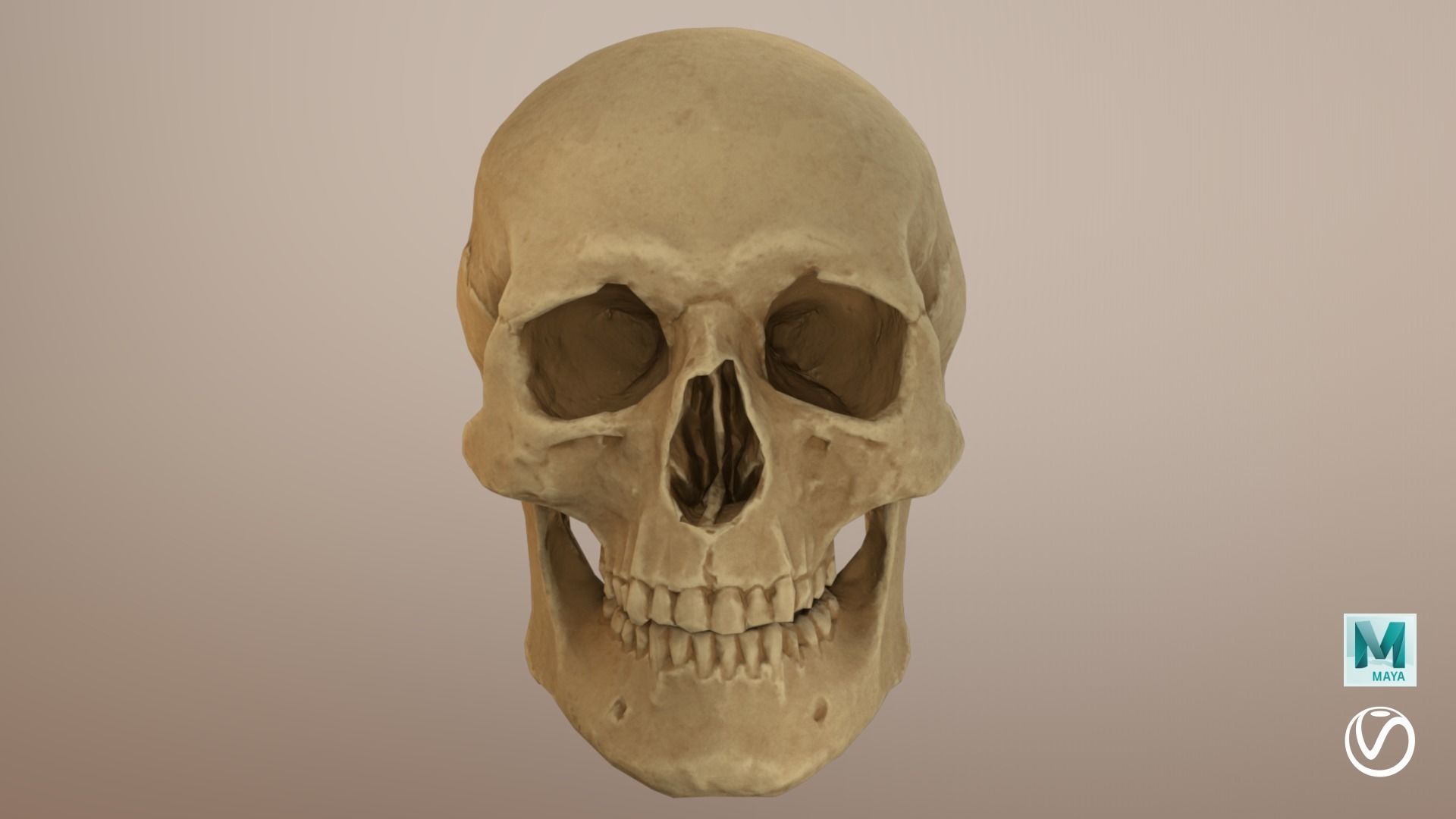 Low Poly Old Skull Low-poly 3D model_8