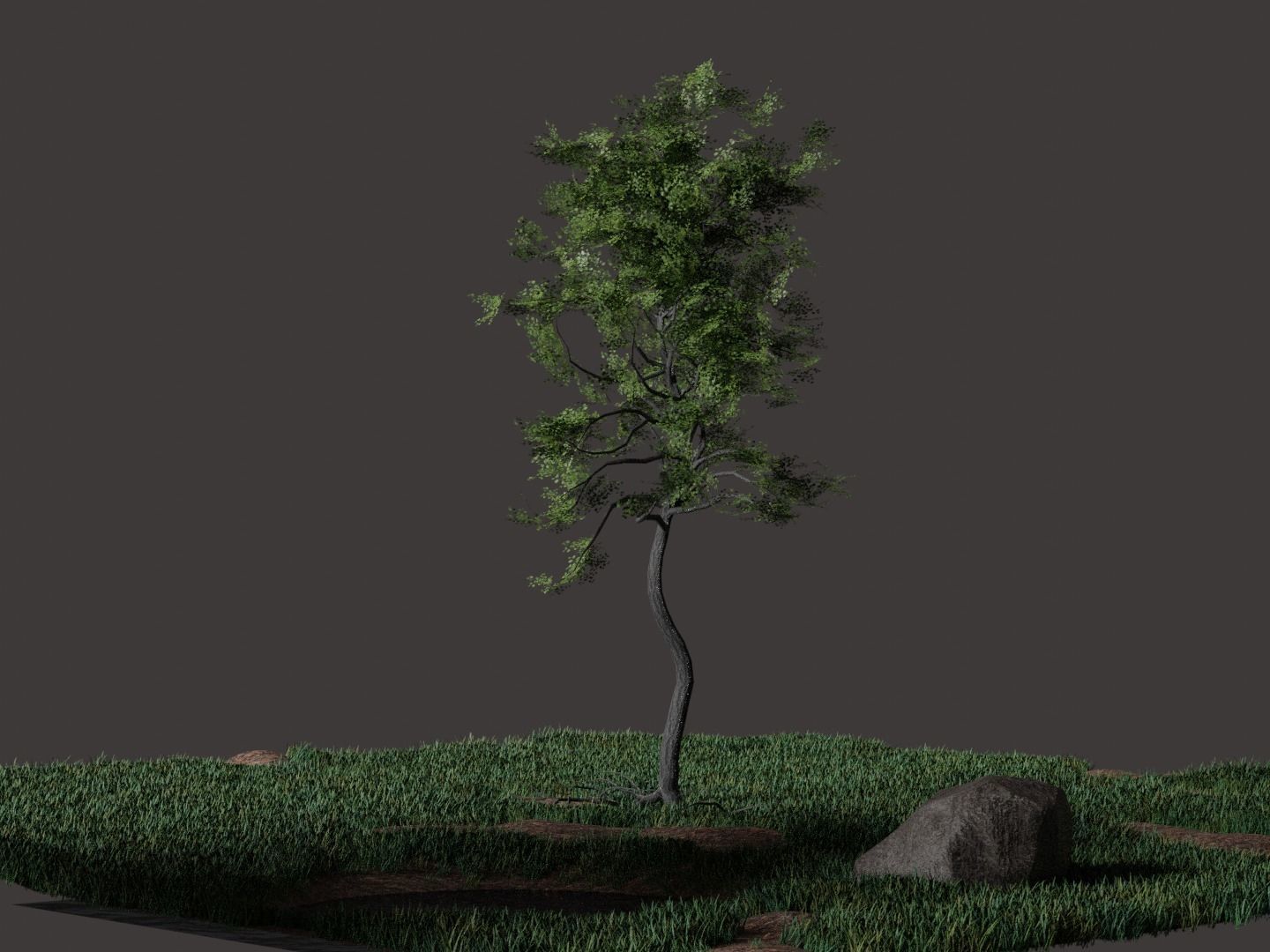 Forest Pack Free 3D model_5