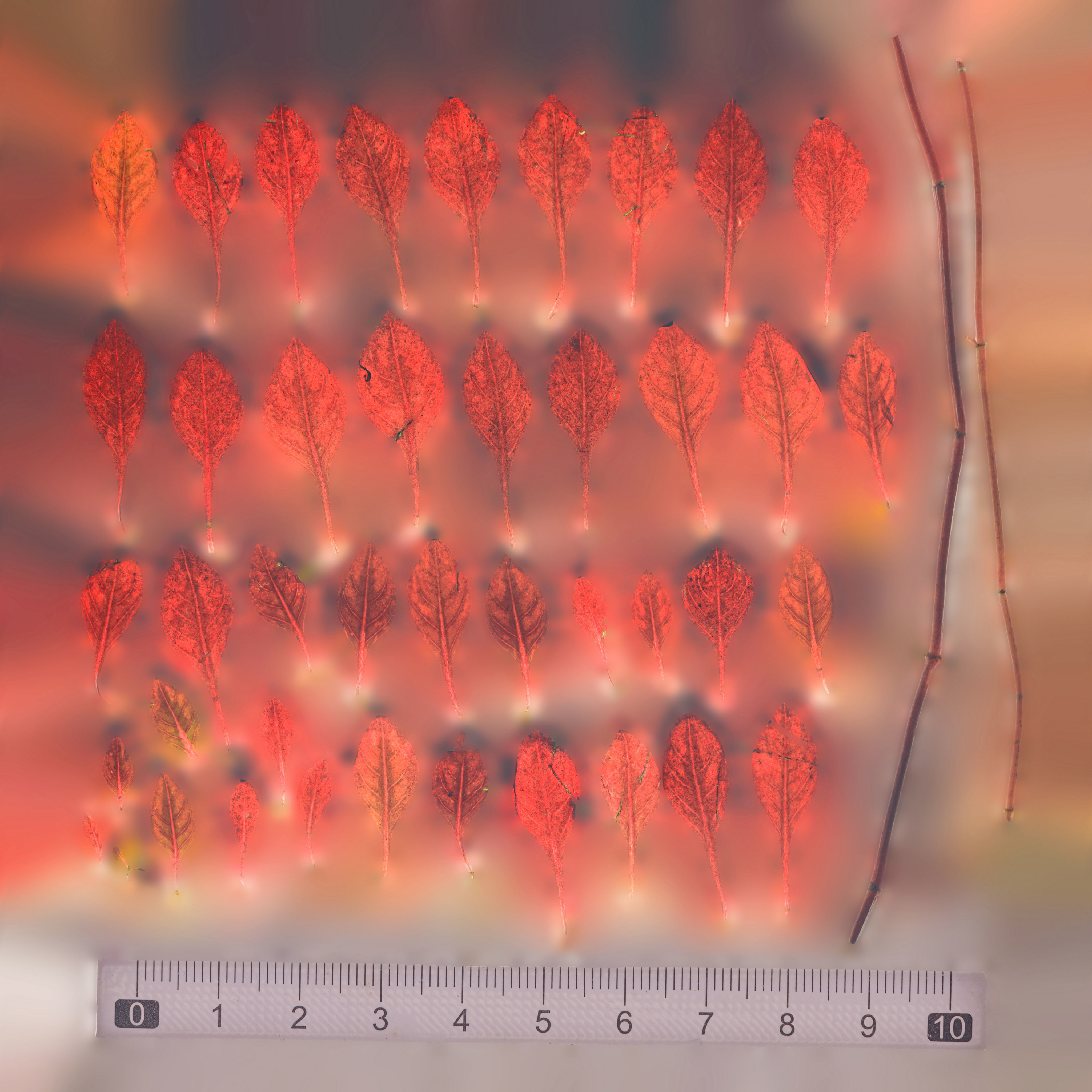 Maxtree pine tree Low-poly 3D model_99