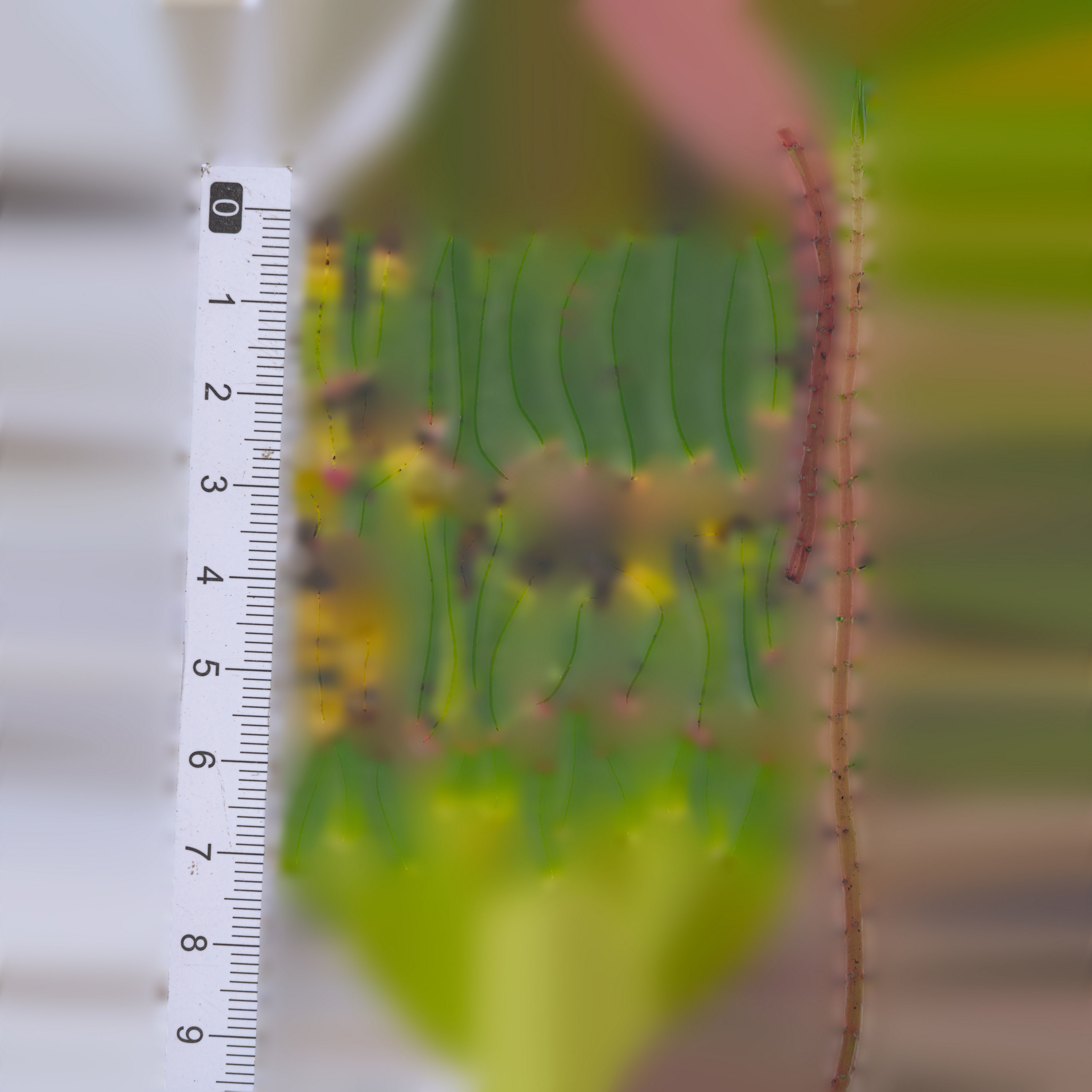 Maxtree pine tree Low-poly 3D model_55