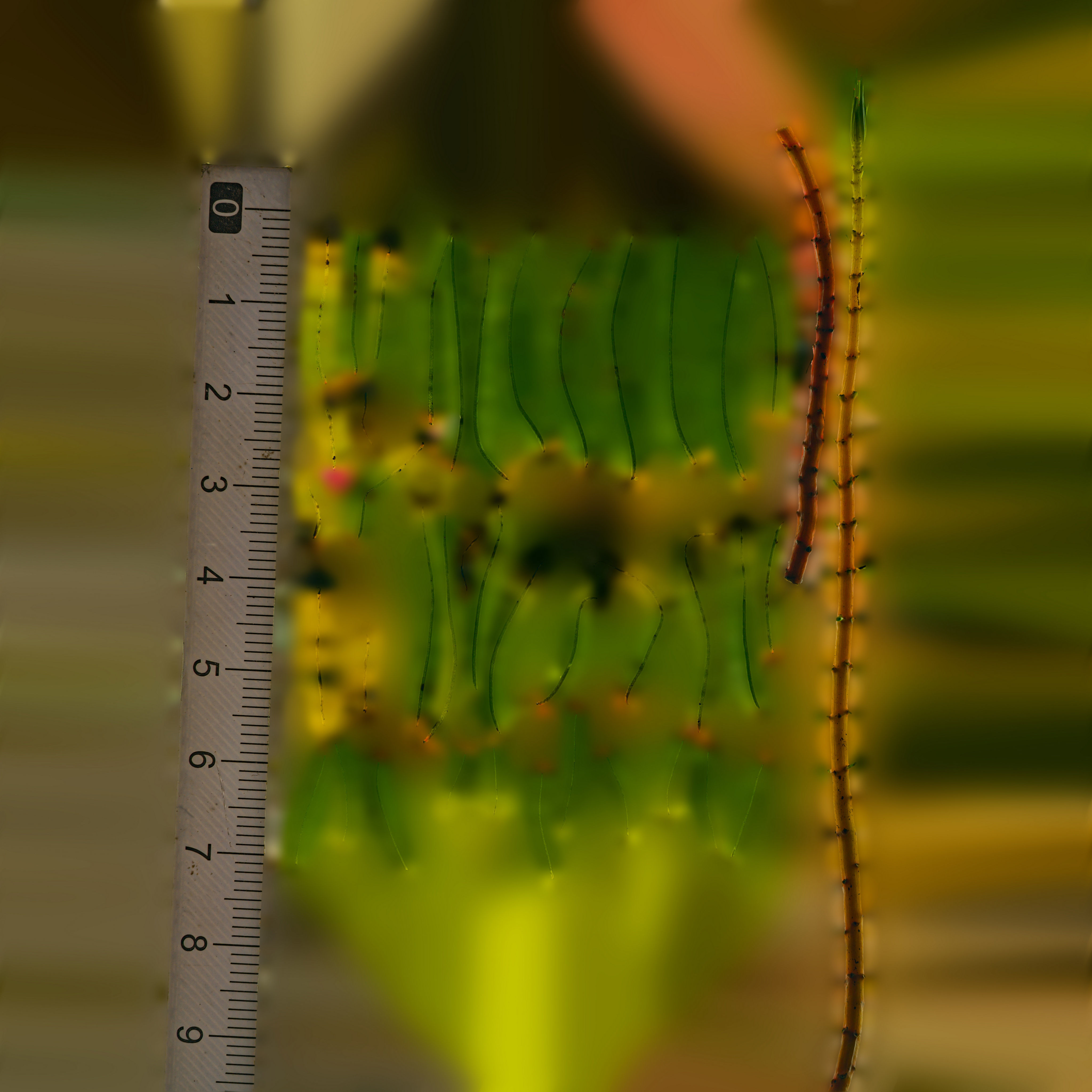 Maxtree pine tree Low-poly 3D model_90