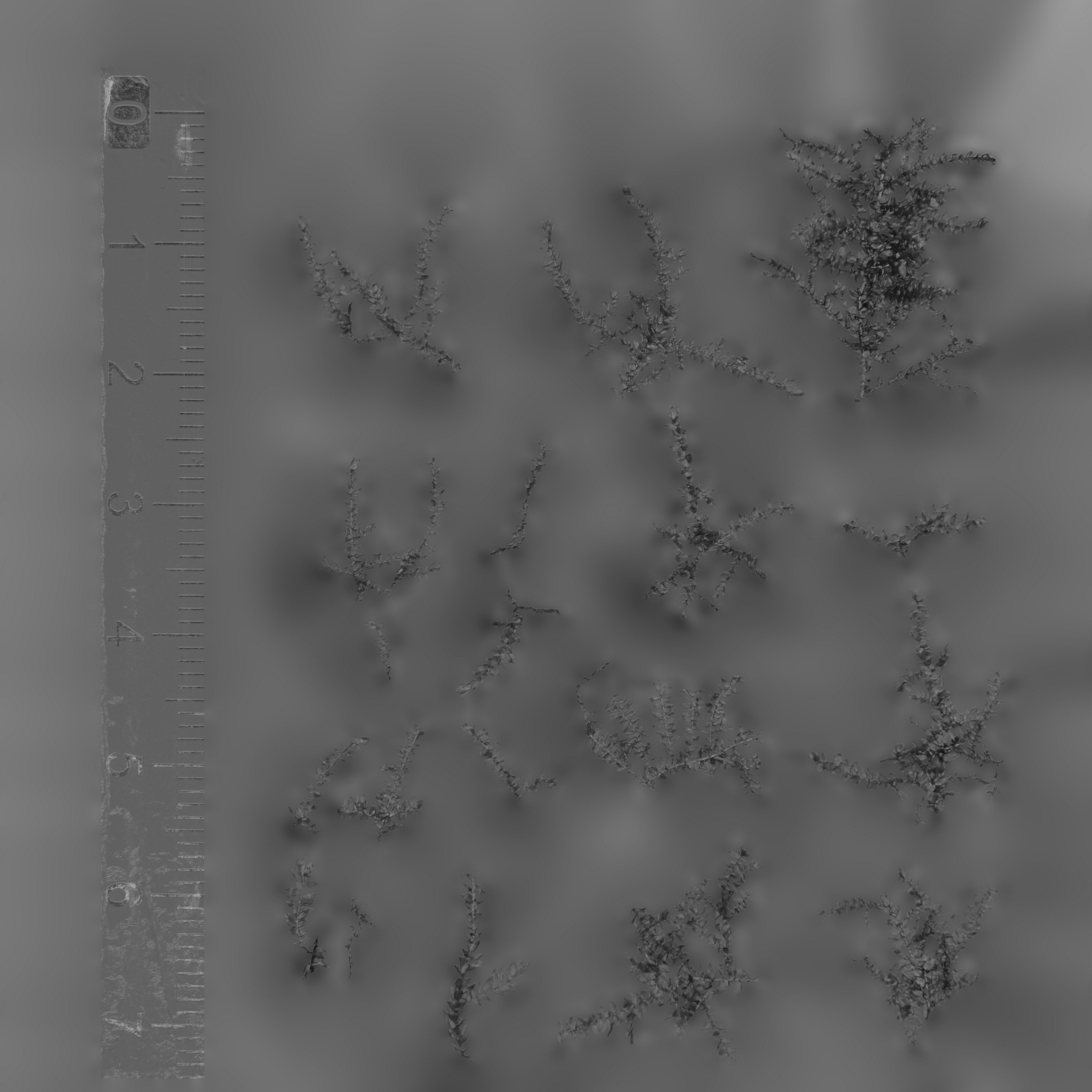 Maxtree pine tree Low-poly 3D model_75