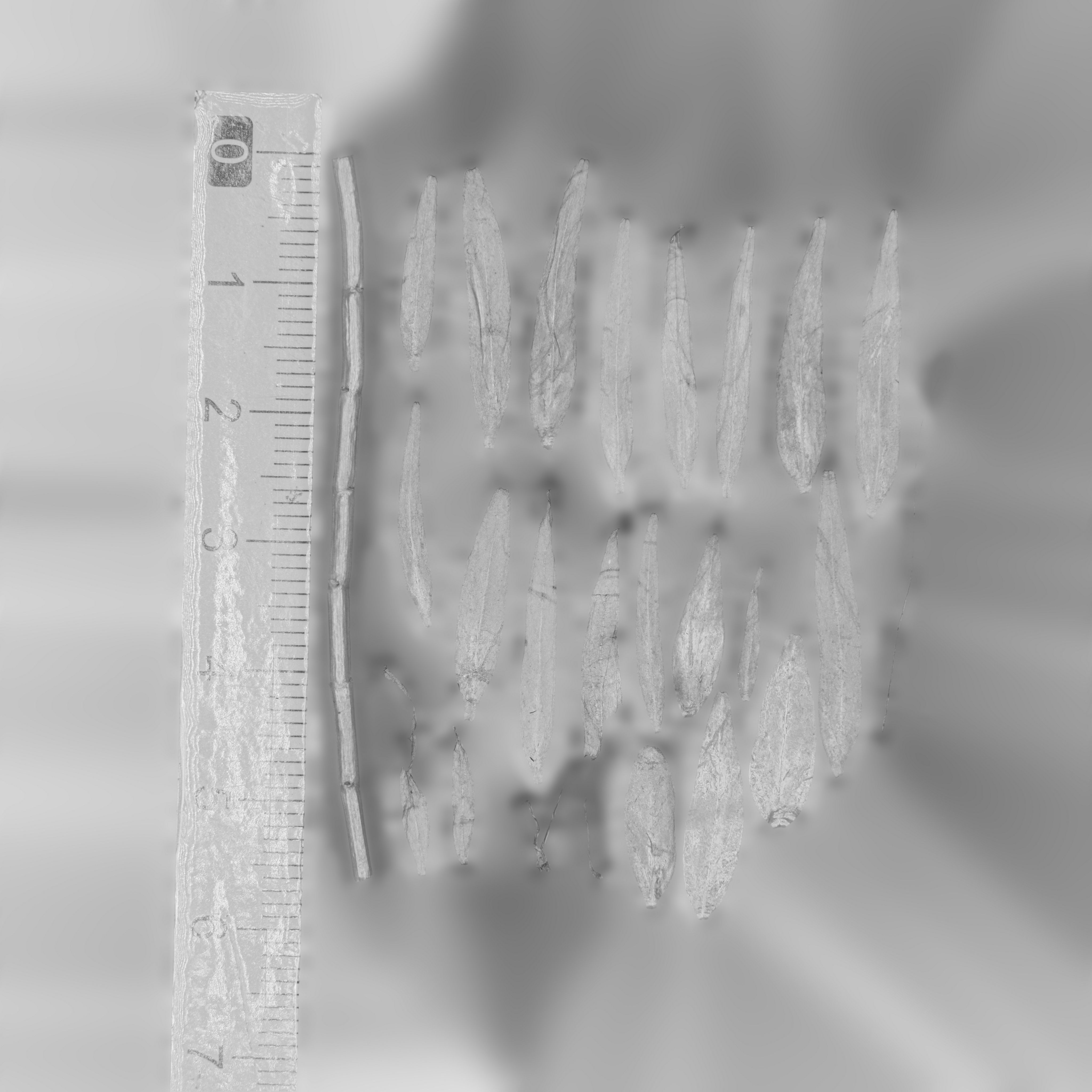 Maxtree pine tree Low-poly 3D model_86