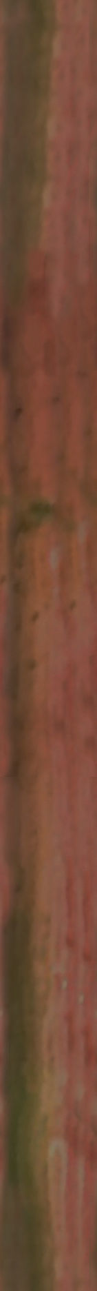 Maxtree pine tree Low-poly 3D model_34