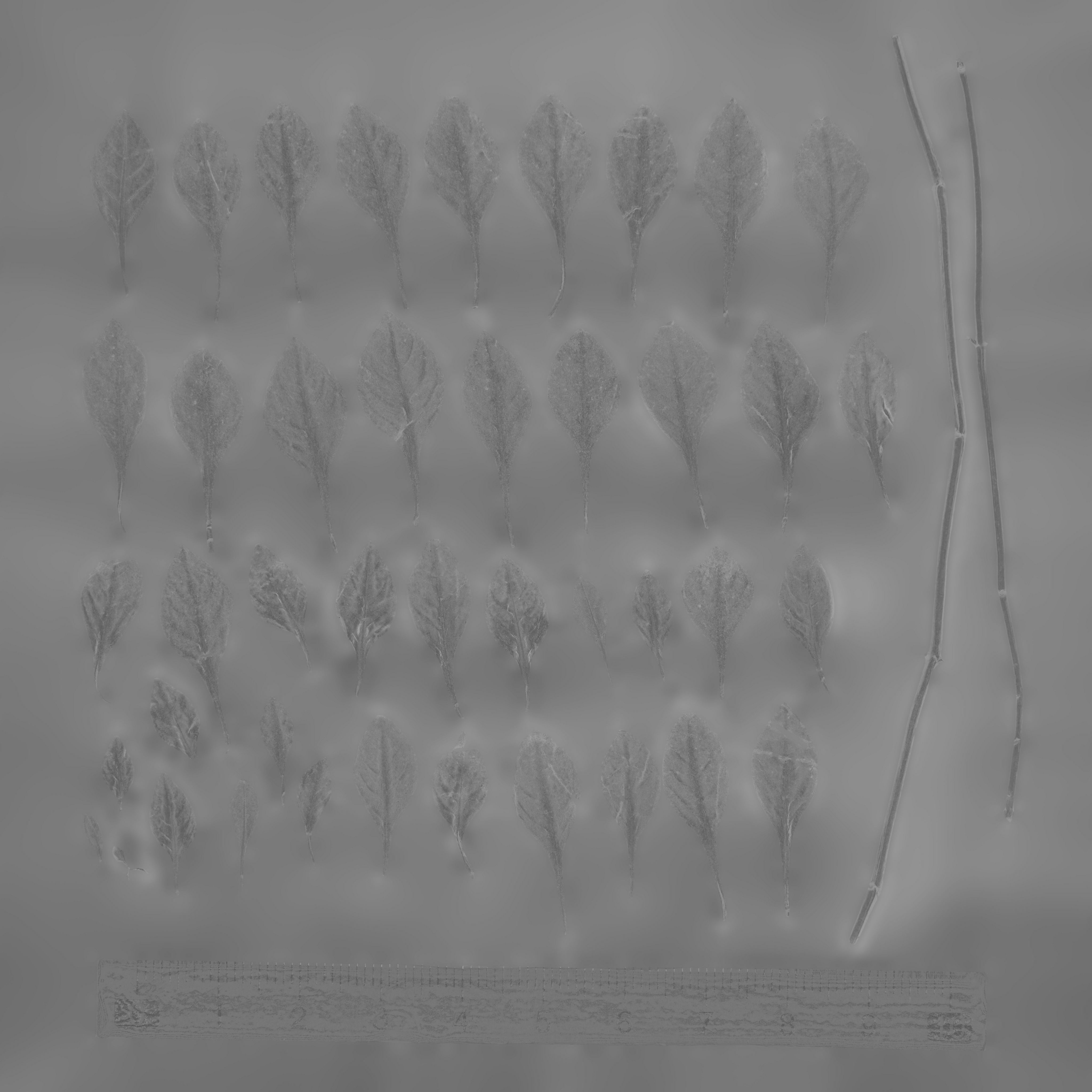 Maxtree pine tree Low-poly 3D model_63