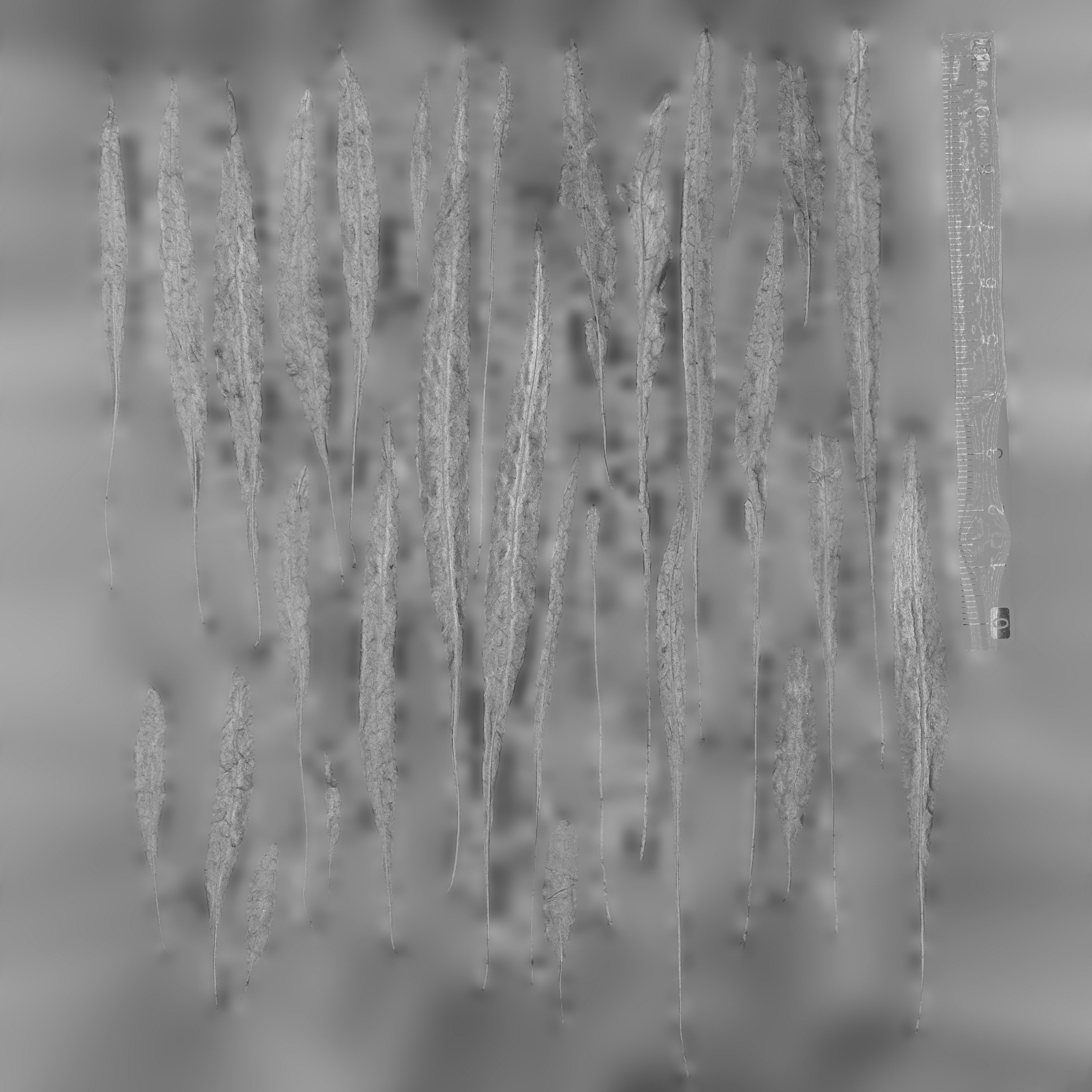 Maxtree pine tree Low-poly 3D model_95