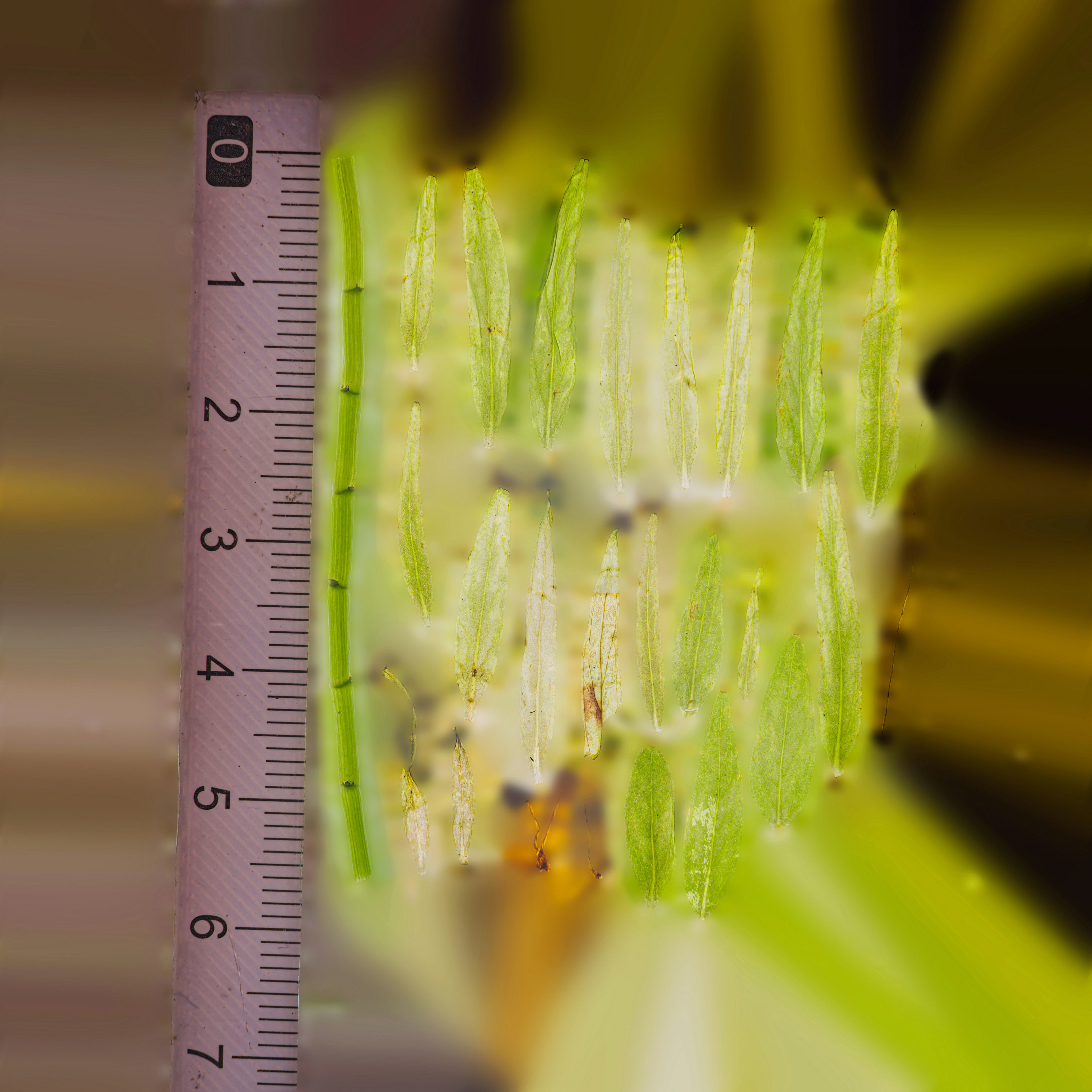 Maxtree pine tree Low-poly 3D model_96