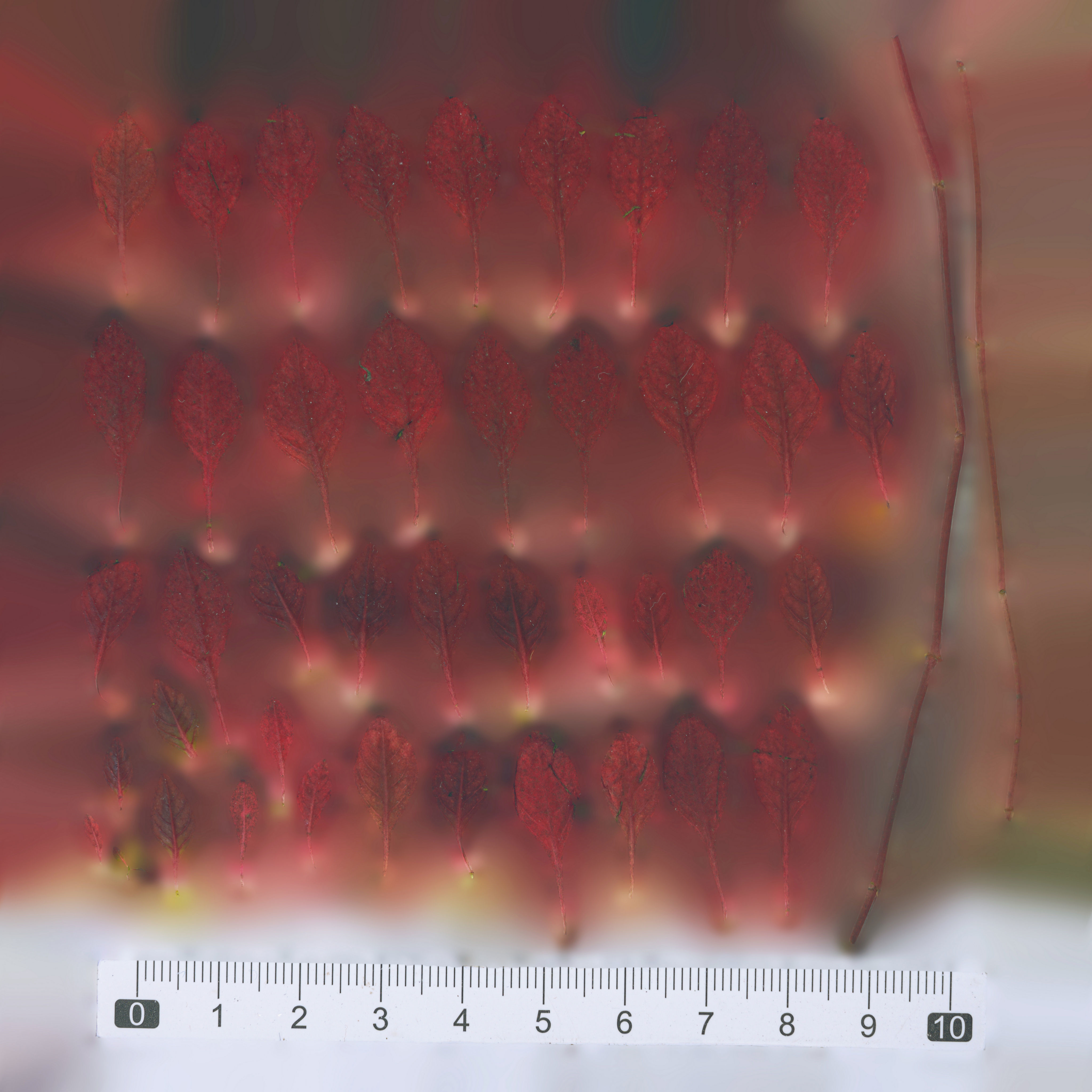 Maxtree pine tree Low-poly 3D model_89