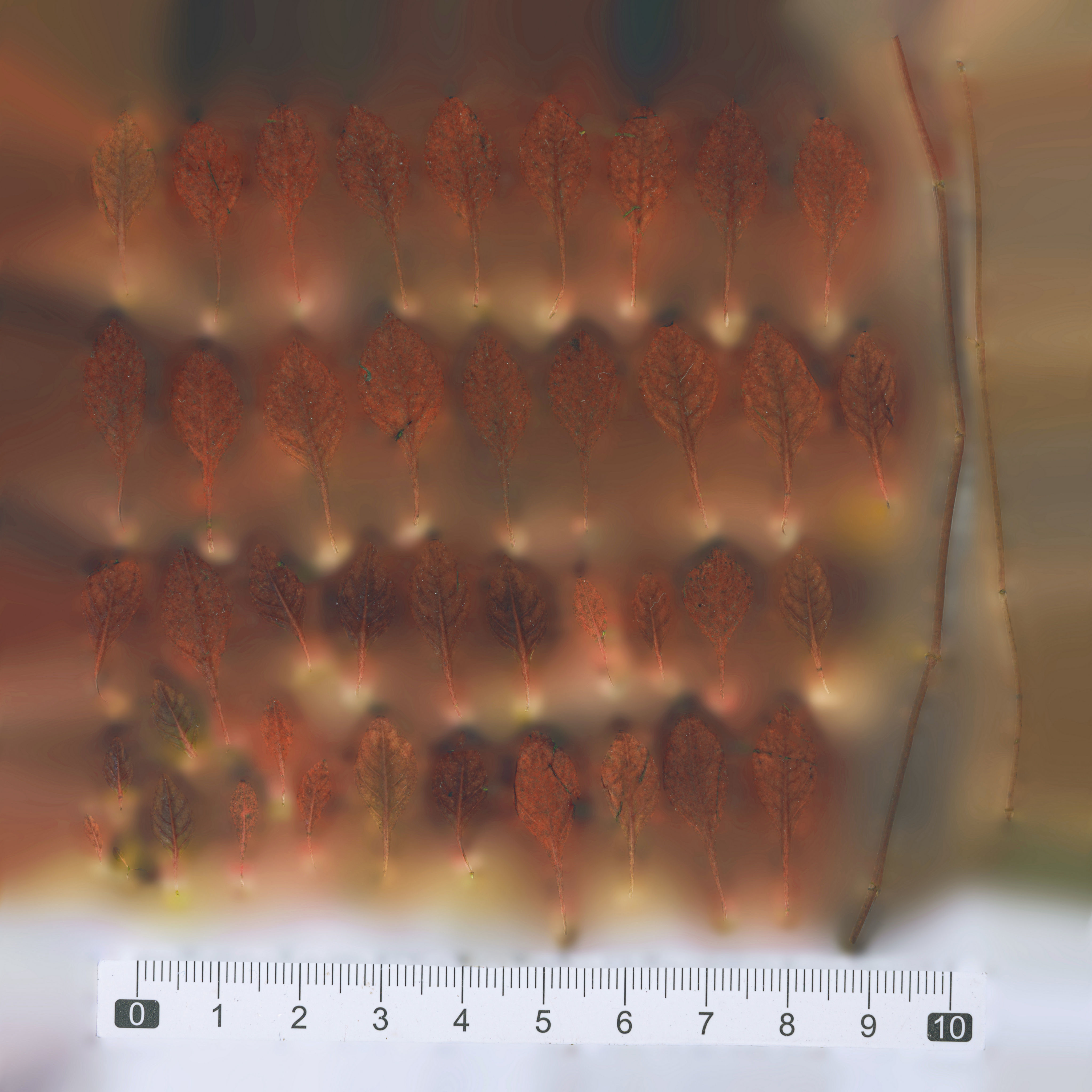 Maxtree pine tree Low-poly 3D model_94