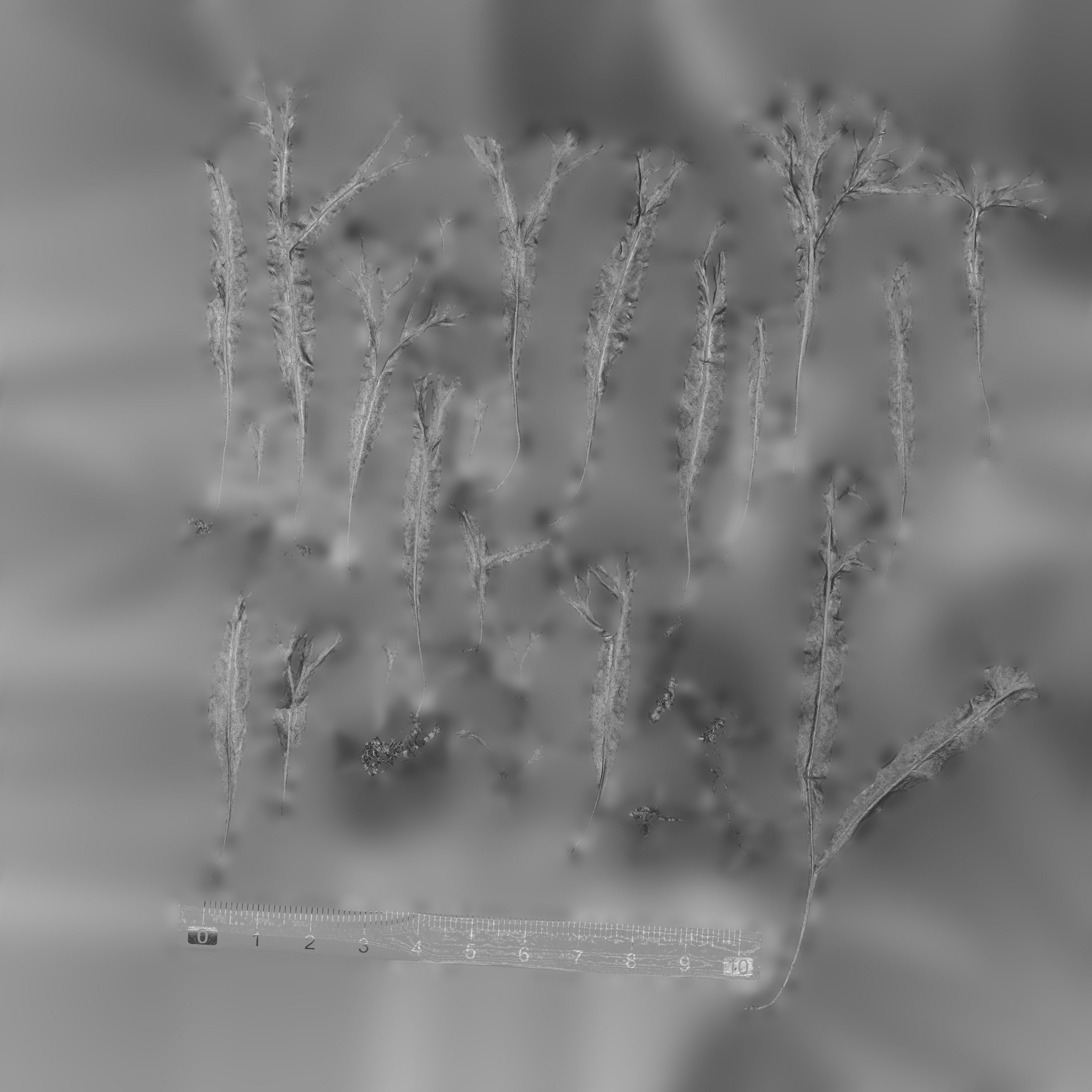 Maxtree pine tree Low-poly 3D model_3