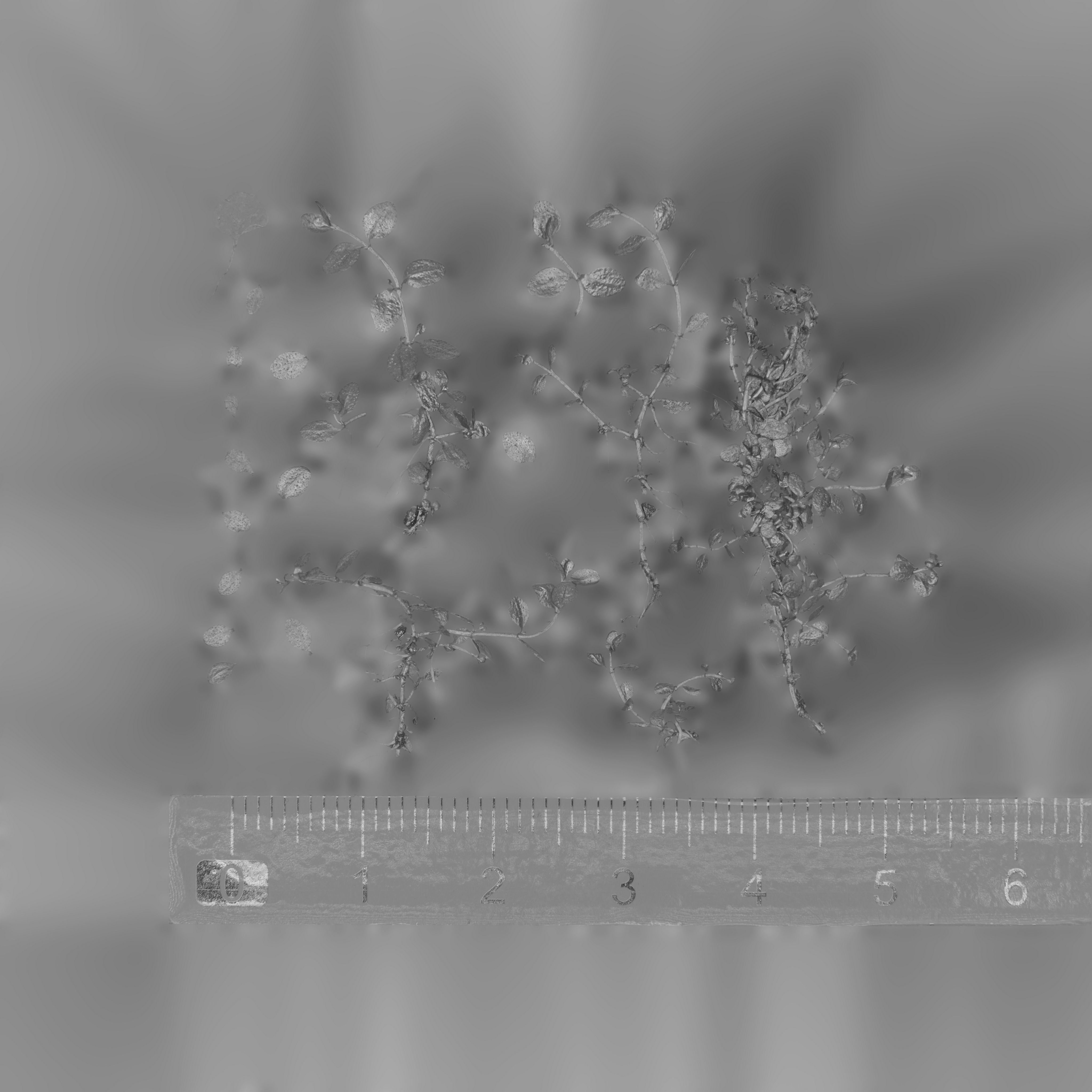 Maxtree pine tree Low-poly 3D model_7