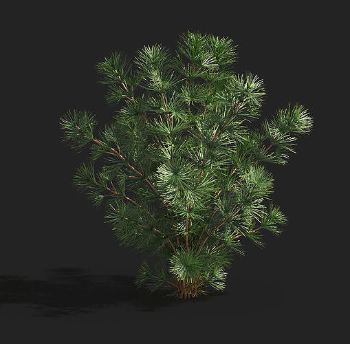Maxtree pine tree Low-poly 3D model