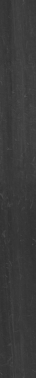 Maxtree pine tree Low-poly 3D model_15