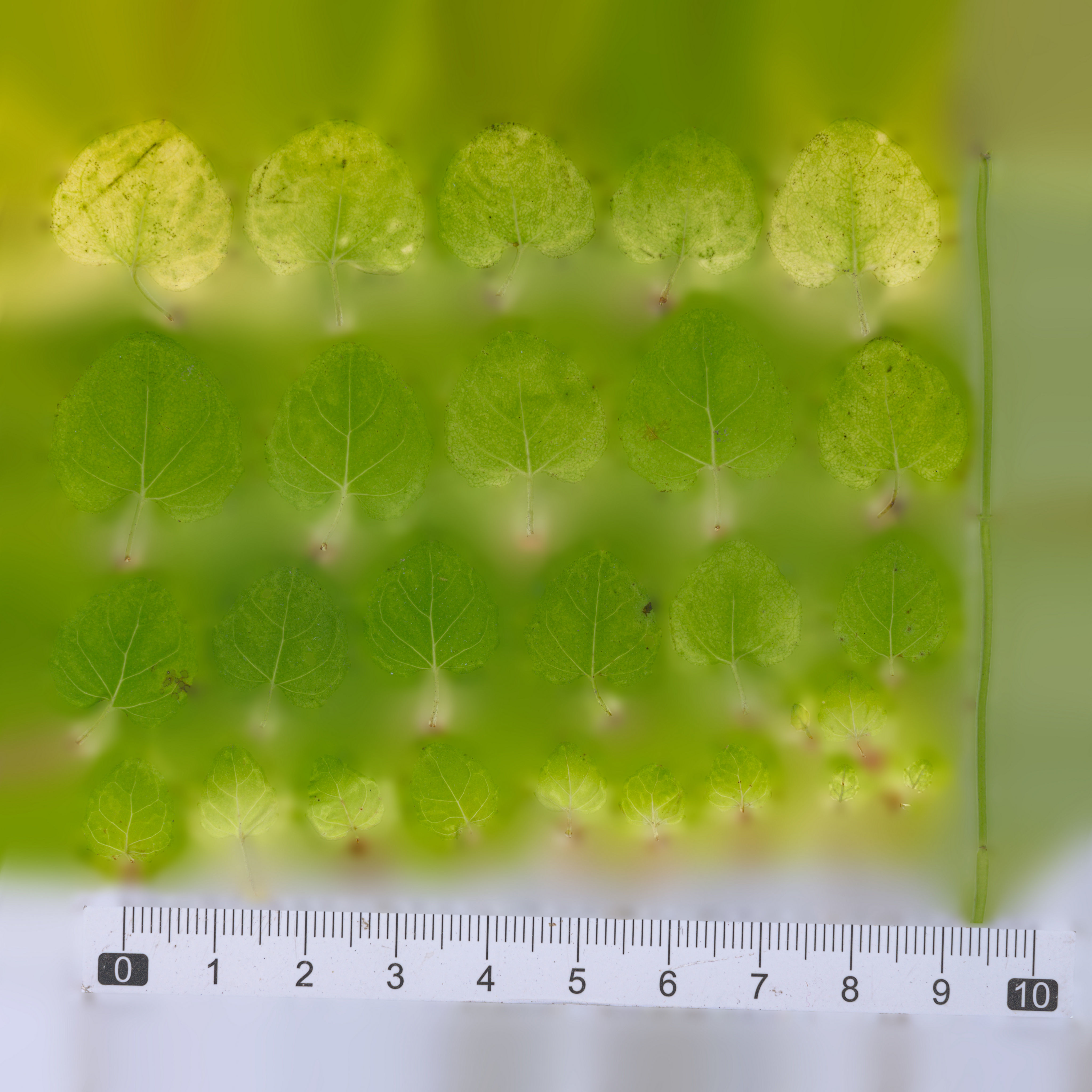 Maxtree pine tree Low-poly 3D model_85