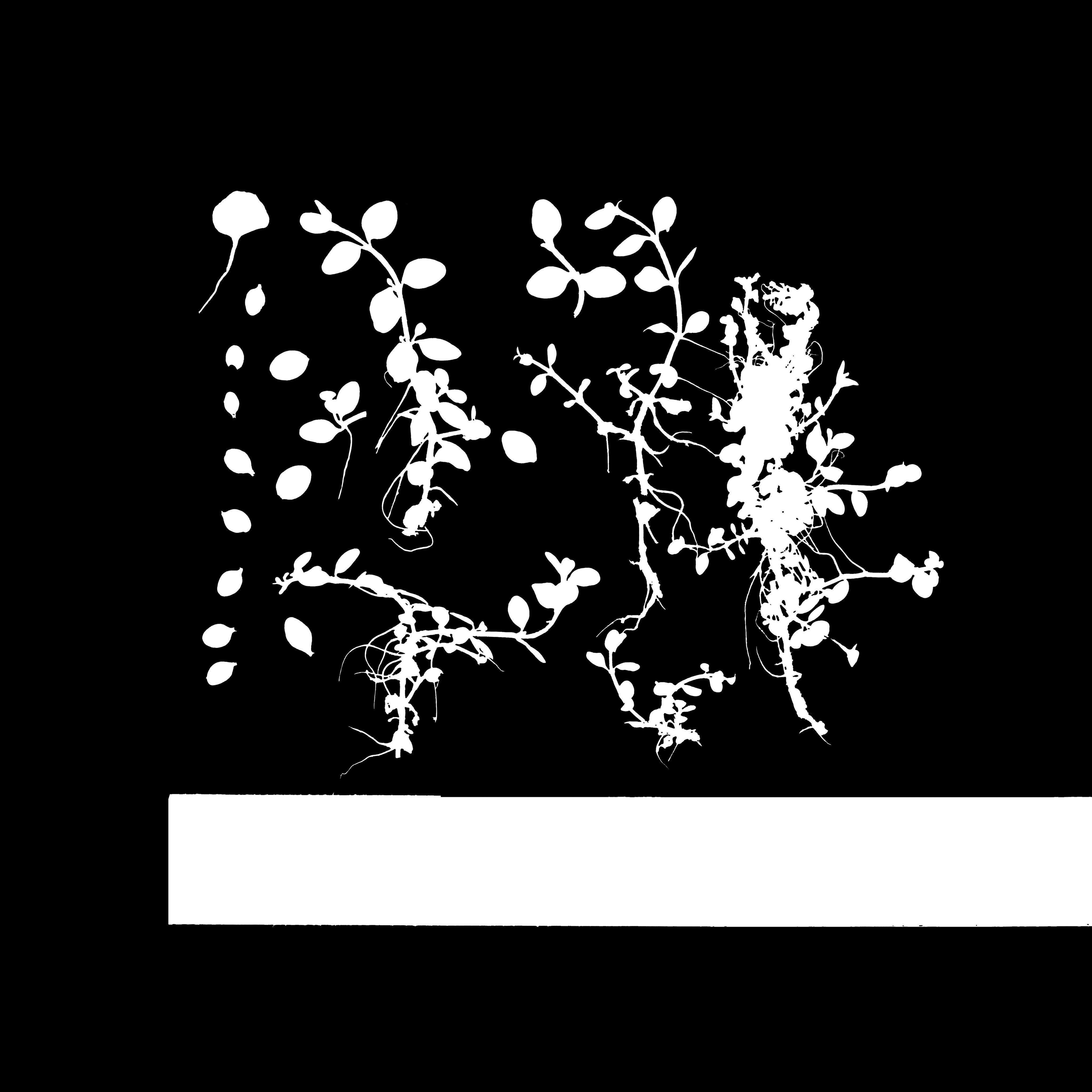 Maxtree pine tree Low-poly 3D model_1