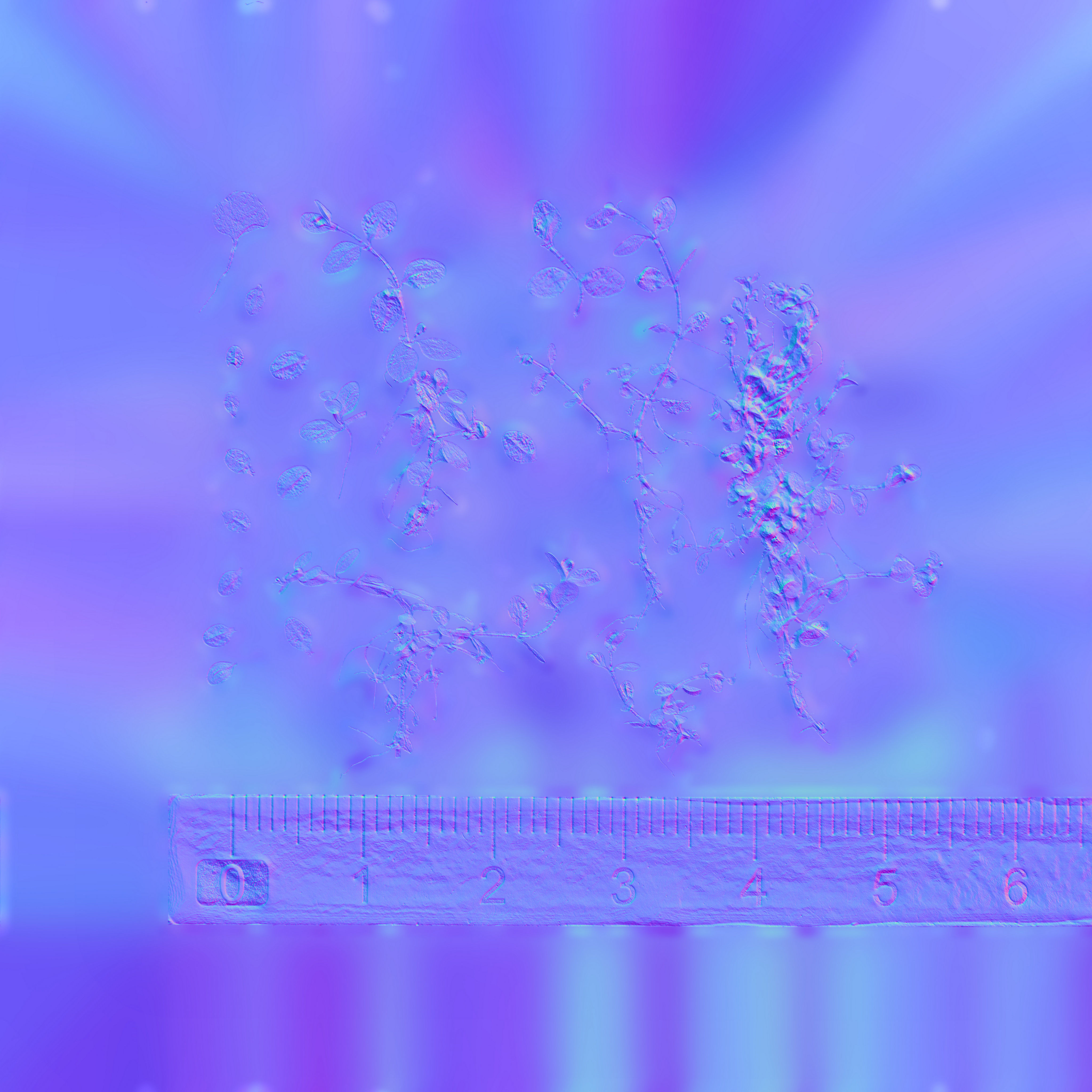 Maxtree pine tree Low-poly 3D model_92