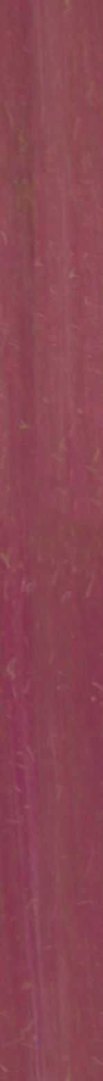 Maxtree pine tree Low-poly 3D model_14