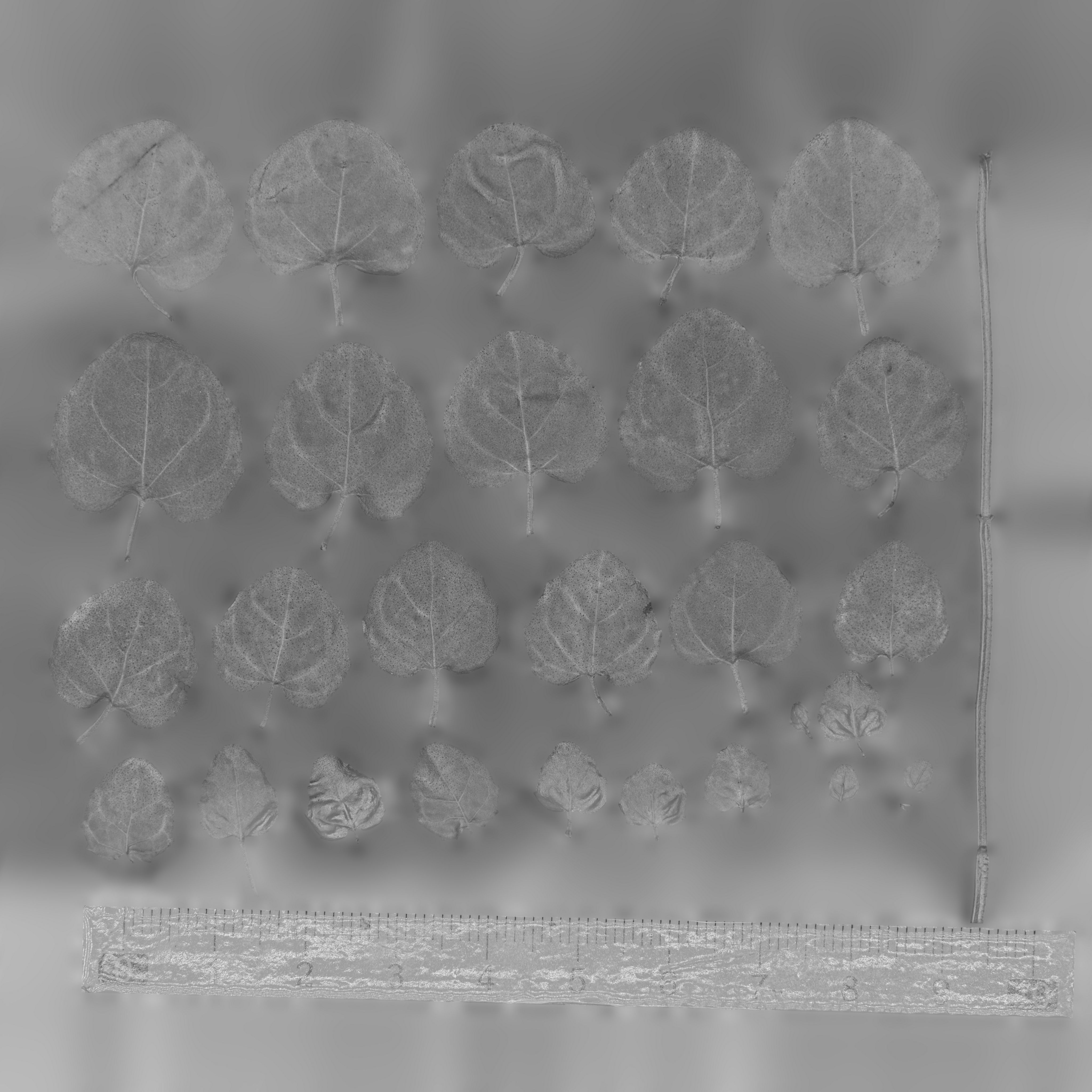 Maxtree pine tree Low-poly 3D model_91