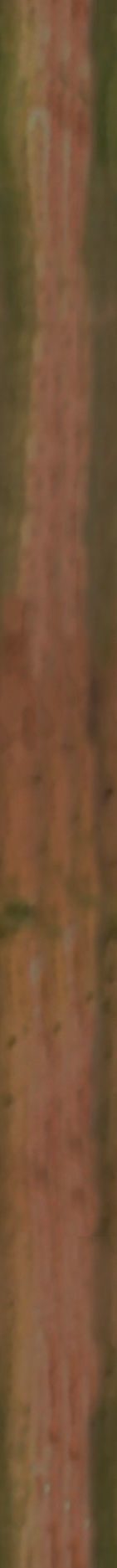 Maxtree pine tree Low-poly 3D model_39