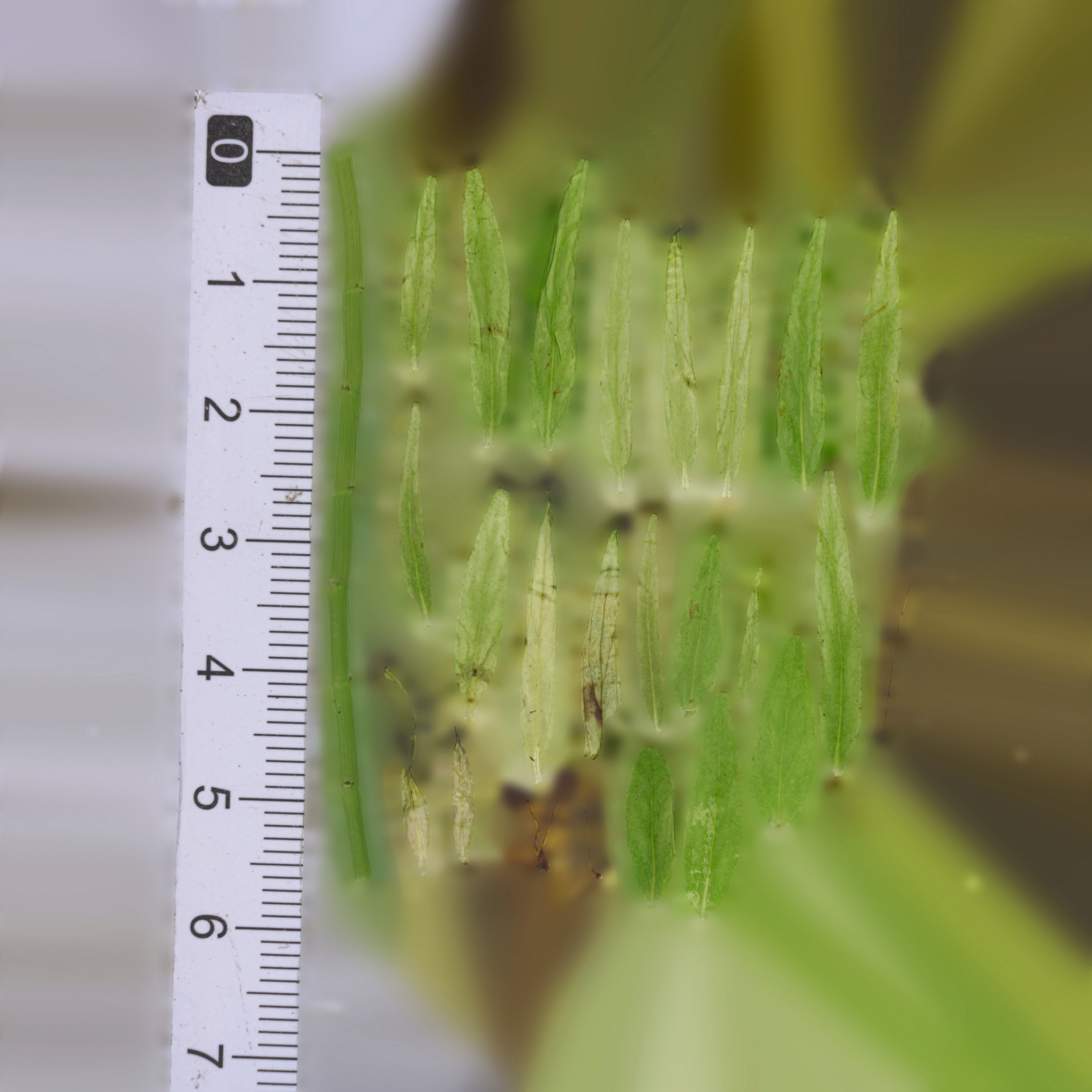 Maxtree pine tree Low-poly 3D model_97