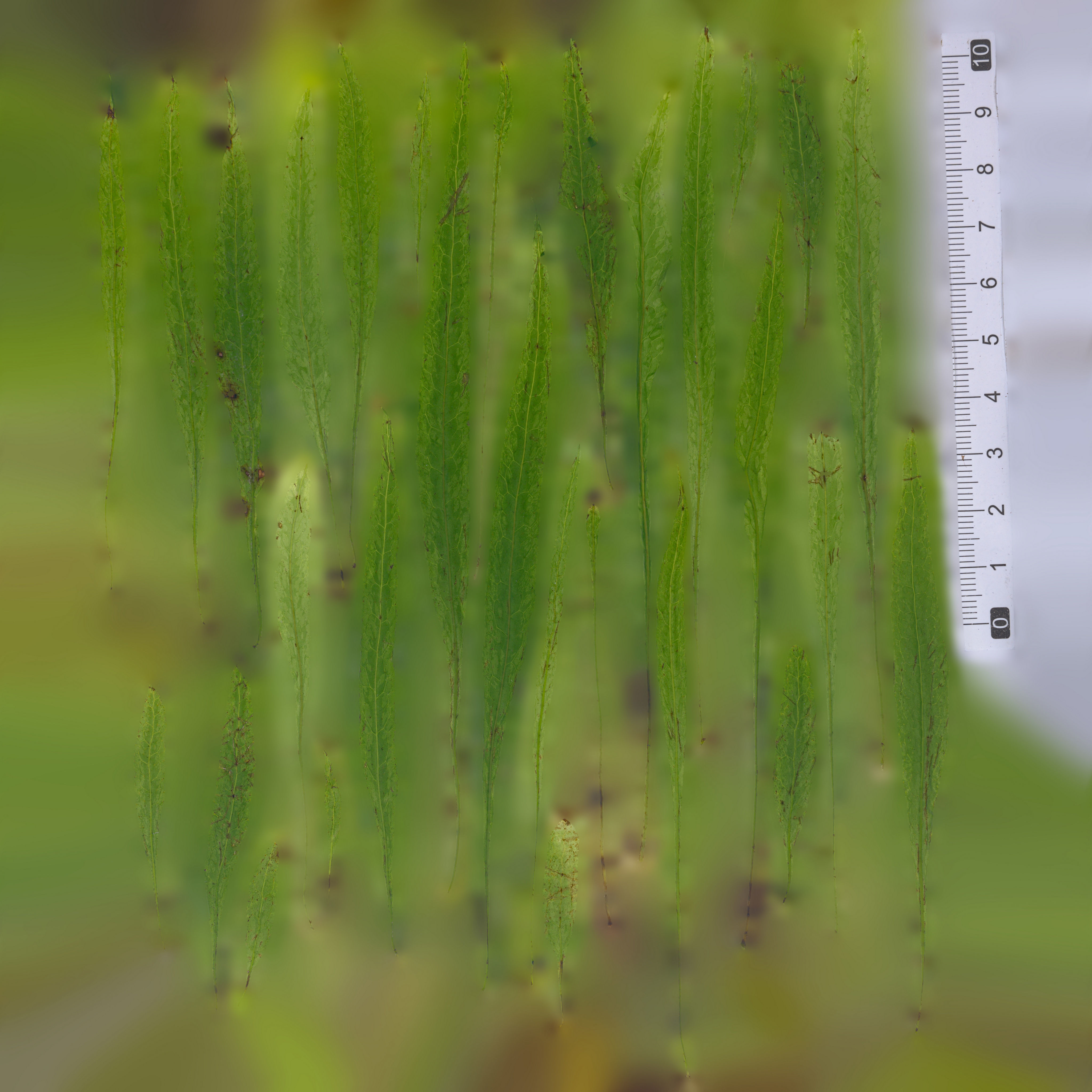 Maxtree pine tree Low-poly 3D model_72