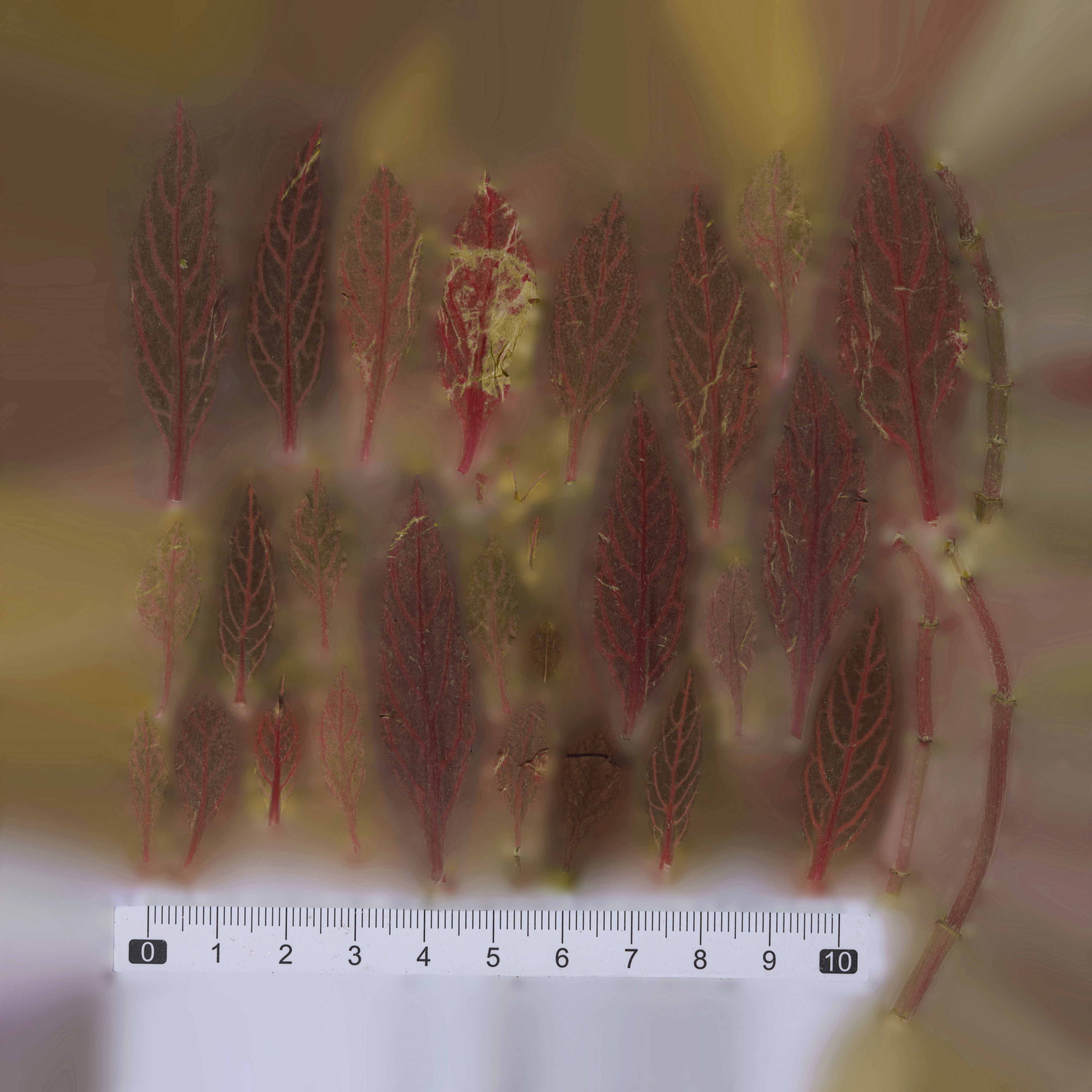 Maxtree pine tree Low-poly 3D model_84