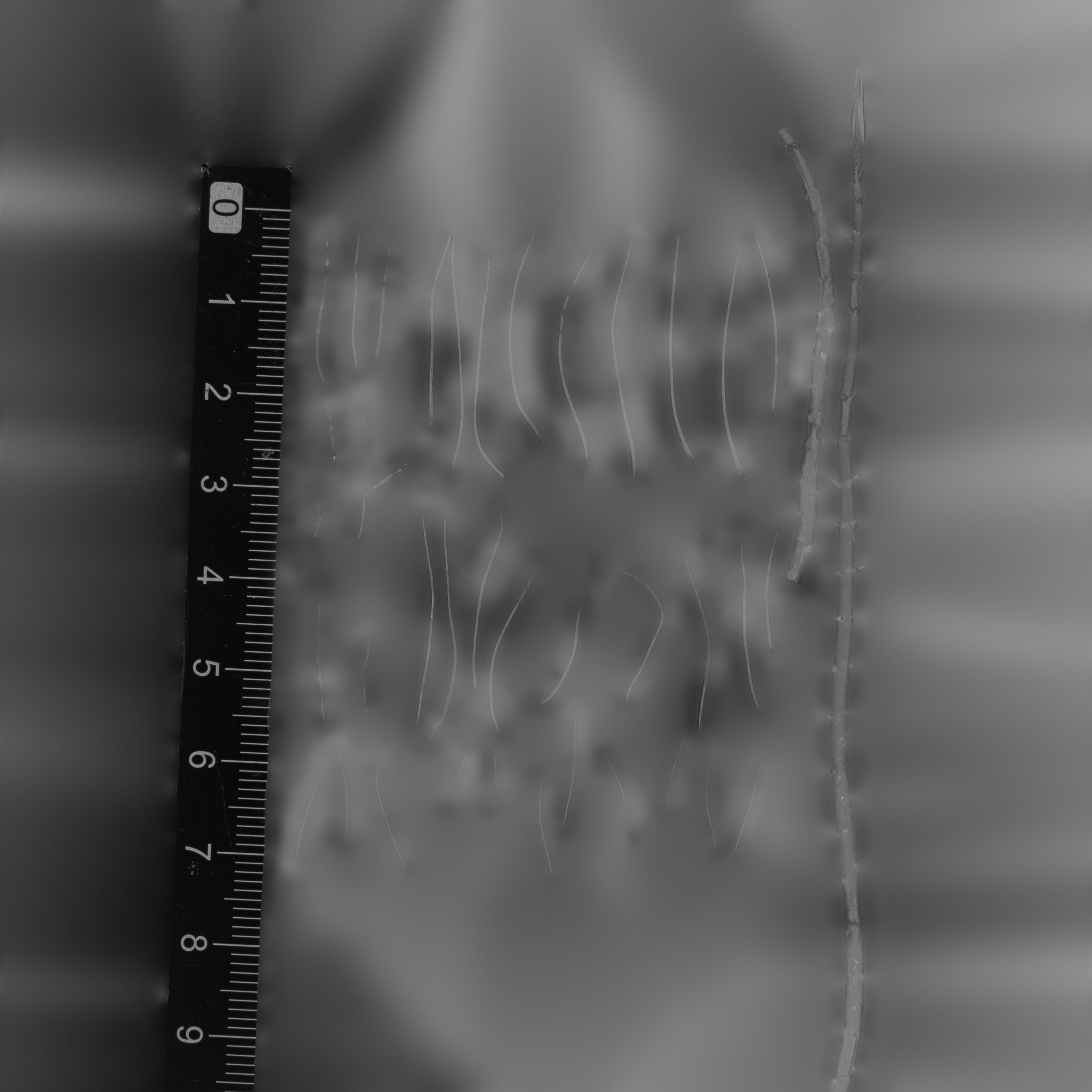 Maxtree pine tree Low-poly 3D model_74