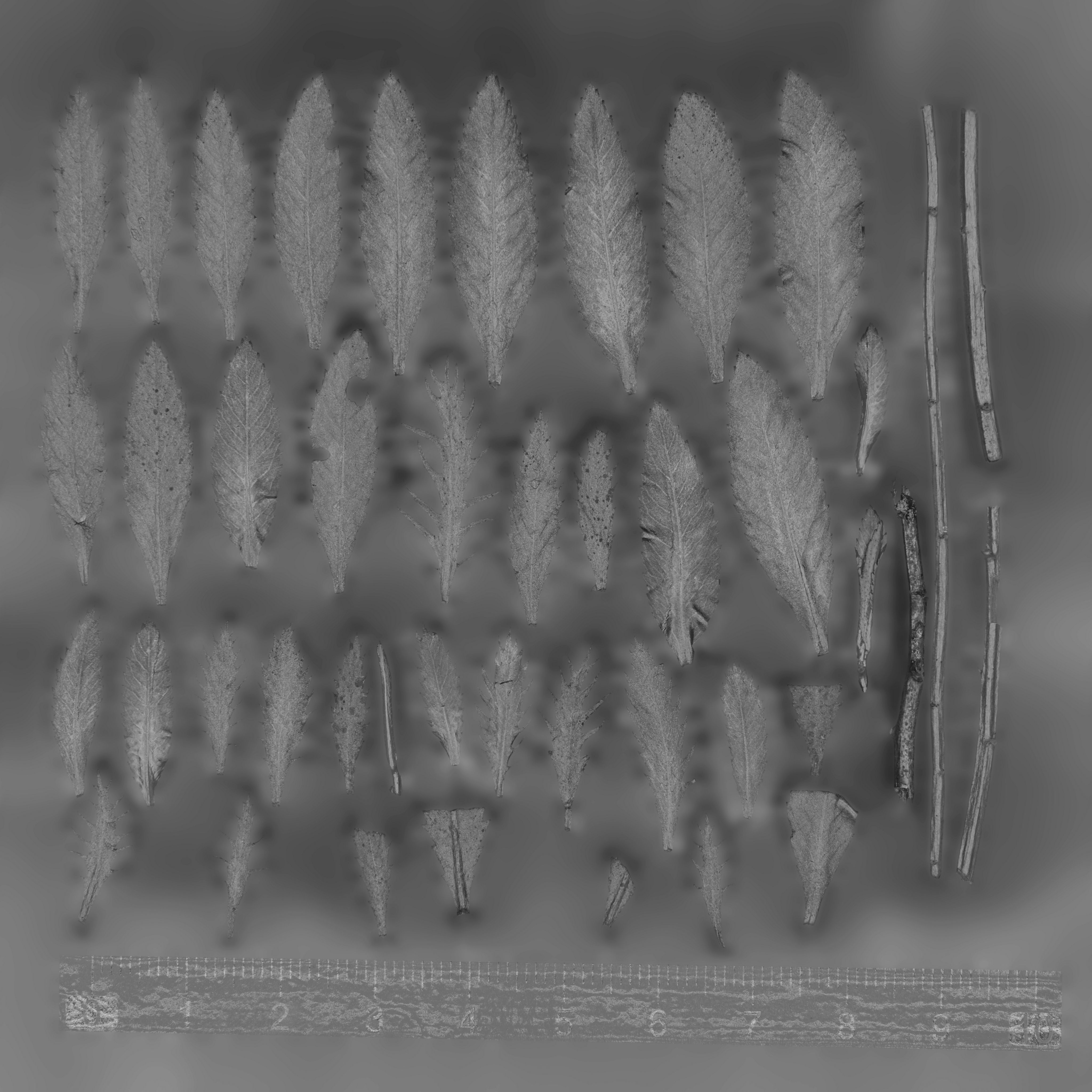 Maxtree pine tree Low-poly 3D model_93