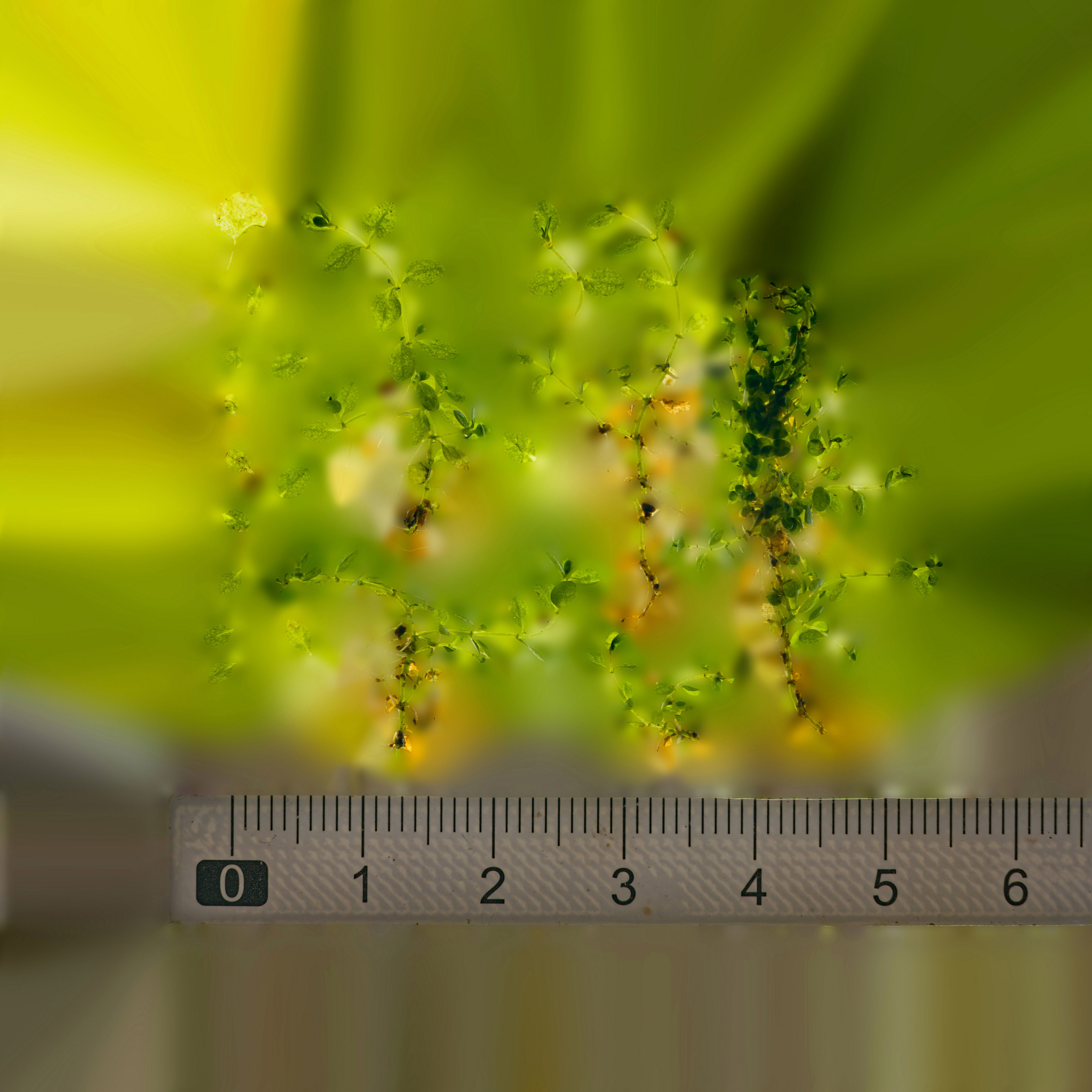 Maxtree pine tree Low-poly 3D model_71