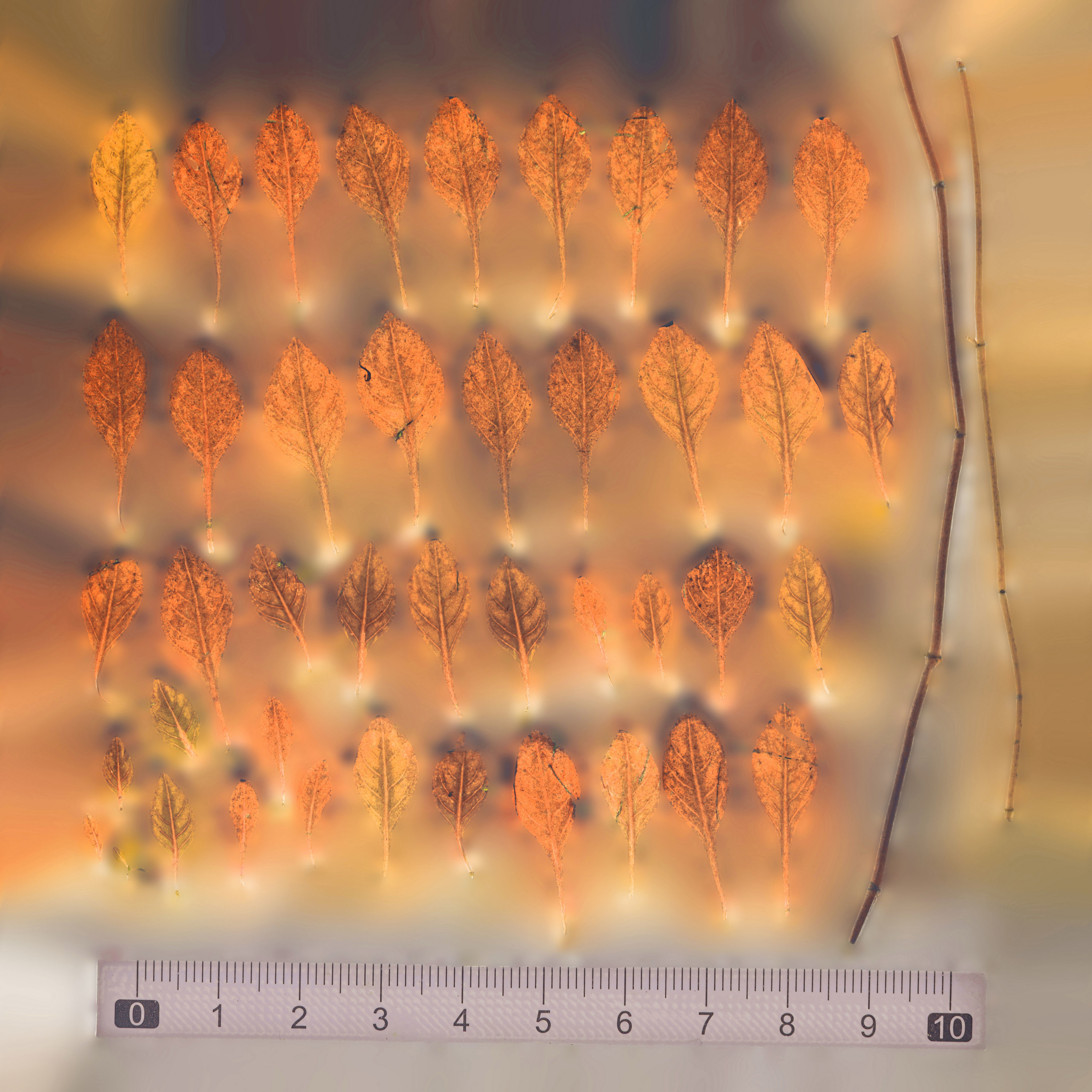 Maxtree pine tree Low-poly 3D model_81