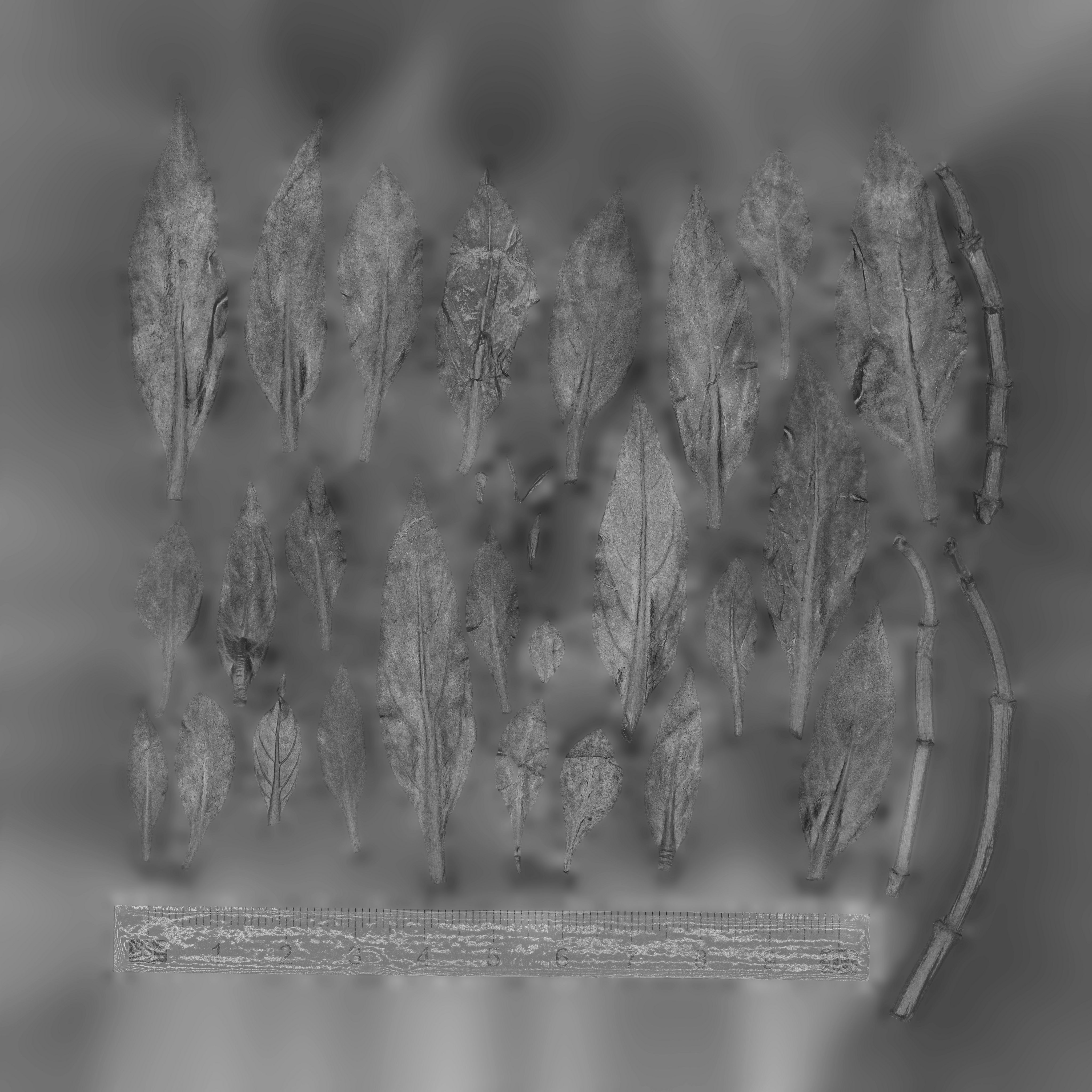 Maxtree pine tree Low-poly 3D model_88