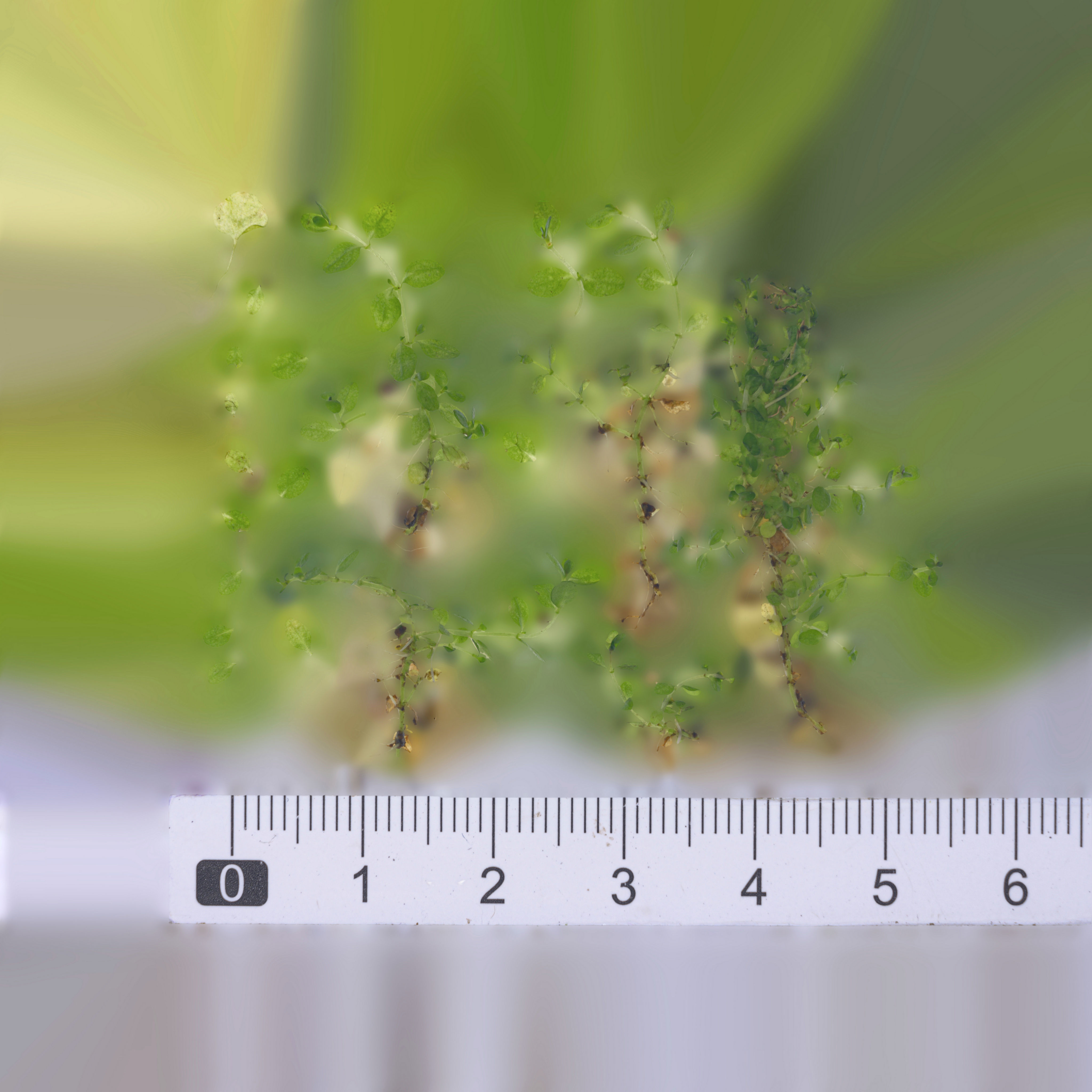 Maxtree pine tree Low-poly 3D model_69