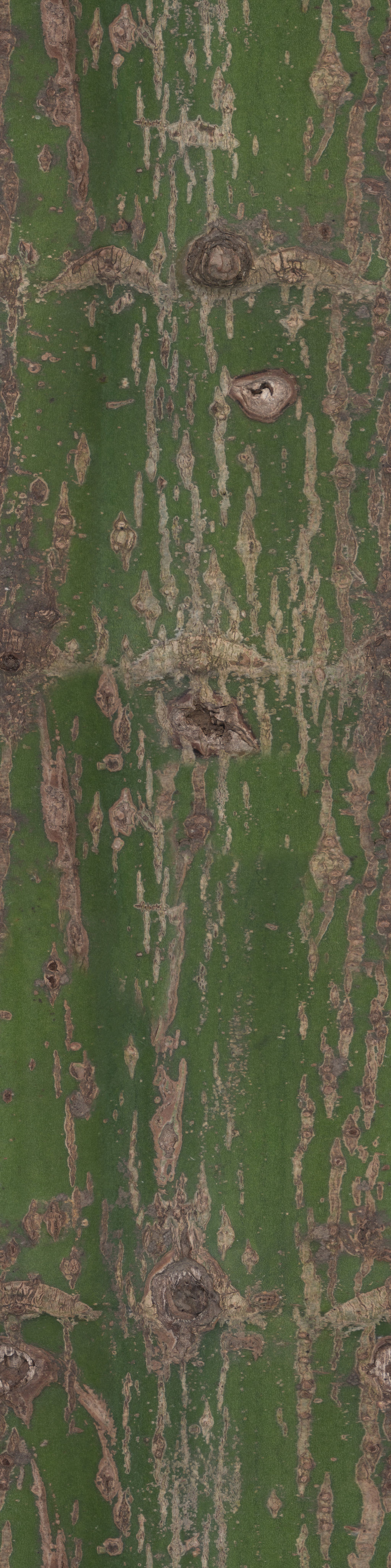 Maxtree pine tree Low-poly 3D model_35