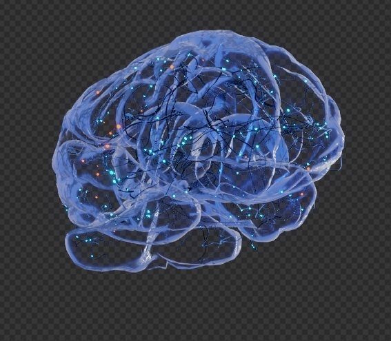 Brain - Neurons  3D model_5