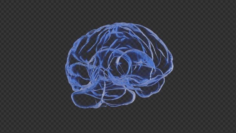 Brain - Neurons  3D model_6