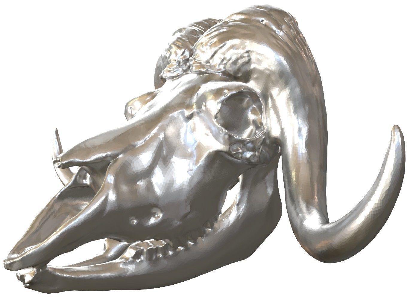 Cranium Charm Muskox Silver 3D print model_11