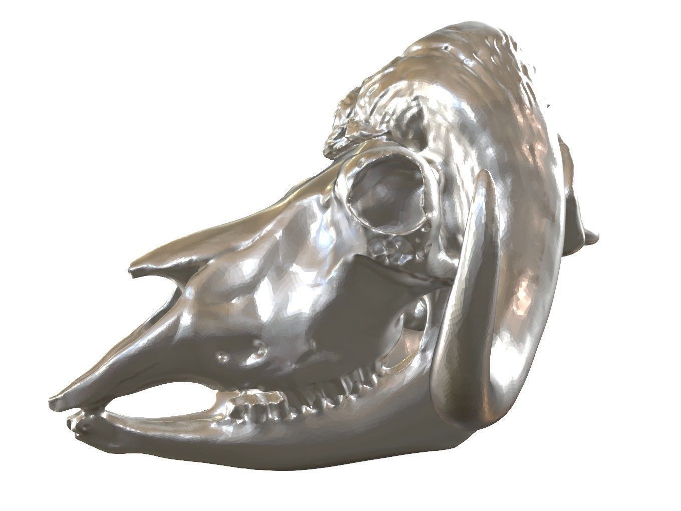 Cranium Charm Muskox Silver 3D print model_3