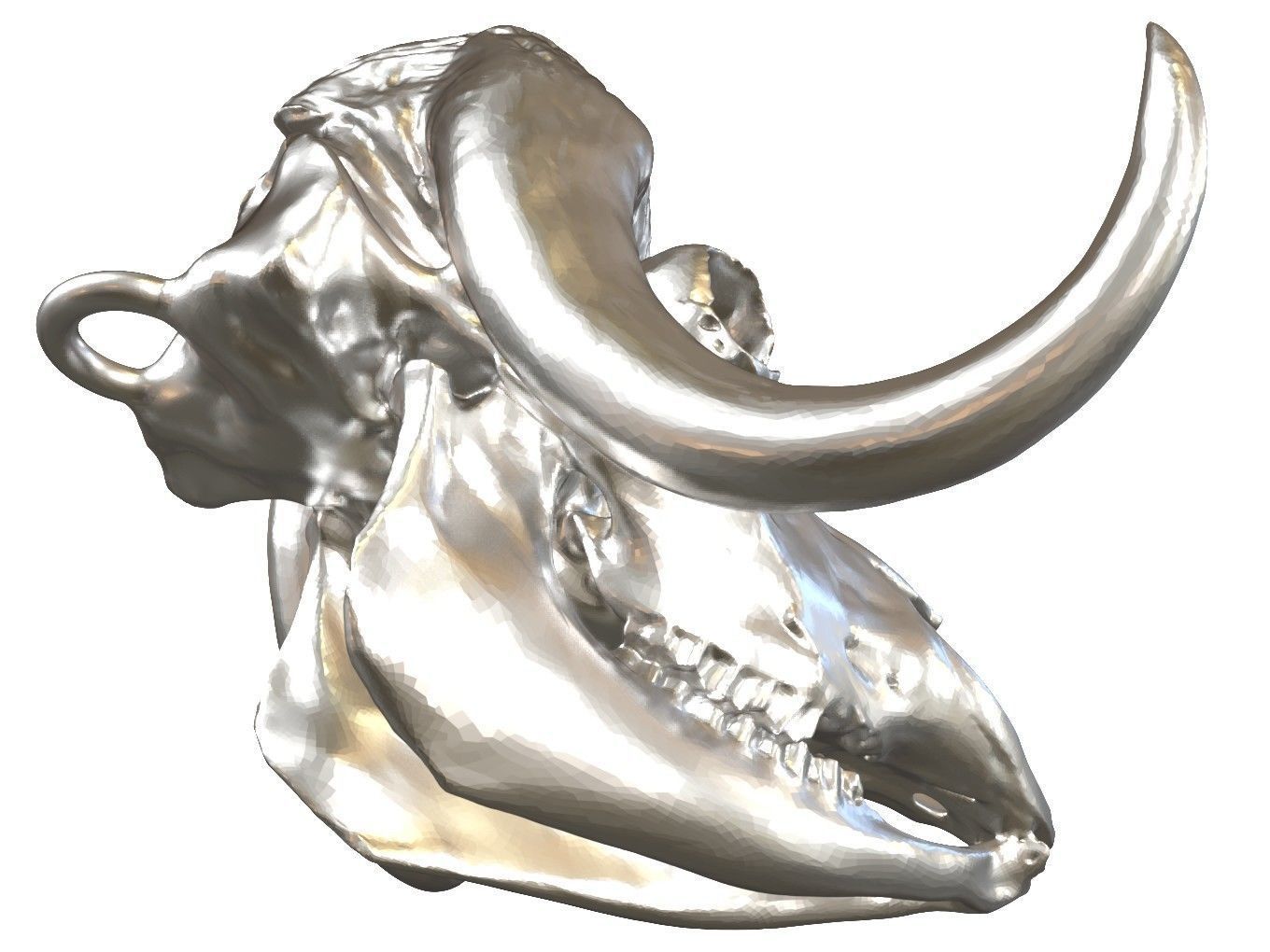 Cranium Charm Muskox Silver 3D print model_6