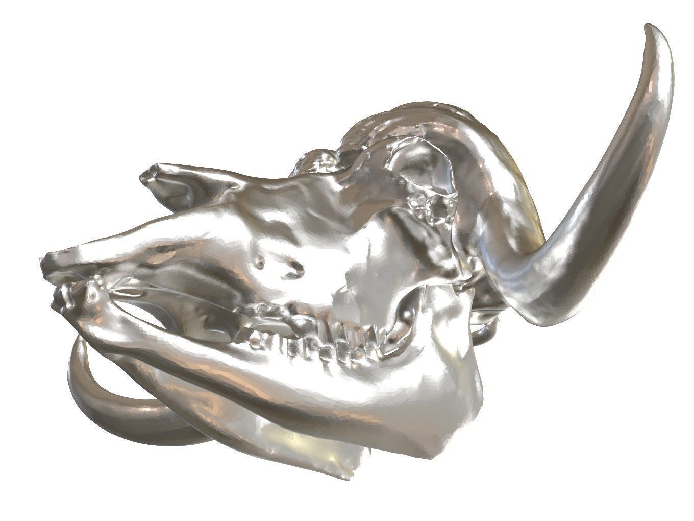 Cranium Charm Muskox Silver 3D print model_9
