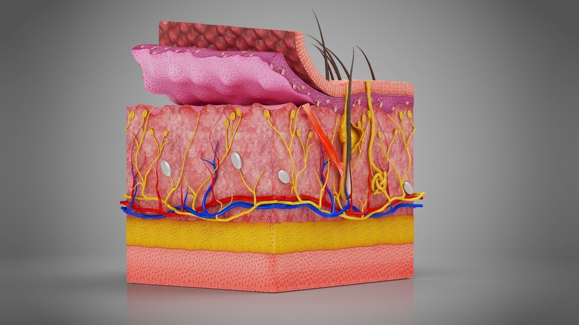 Skin Anatomy 3D model_10