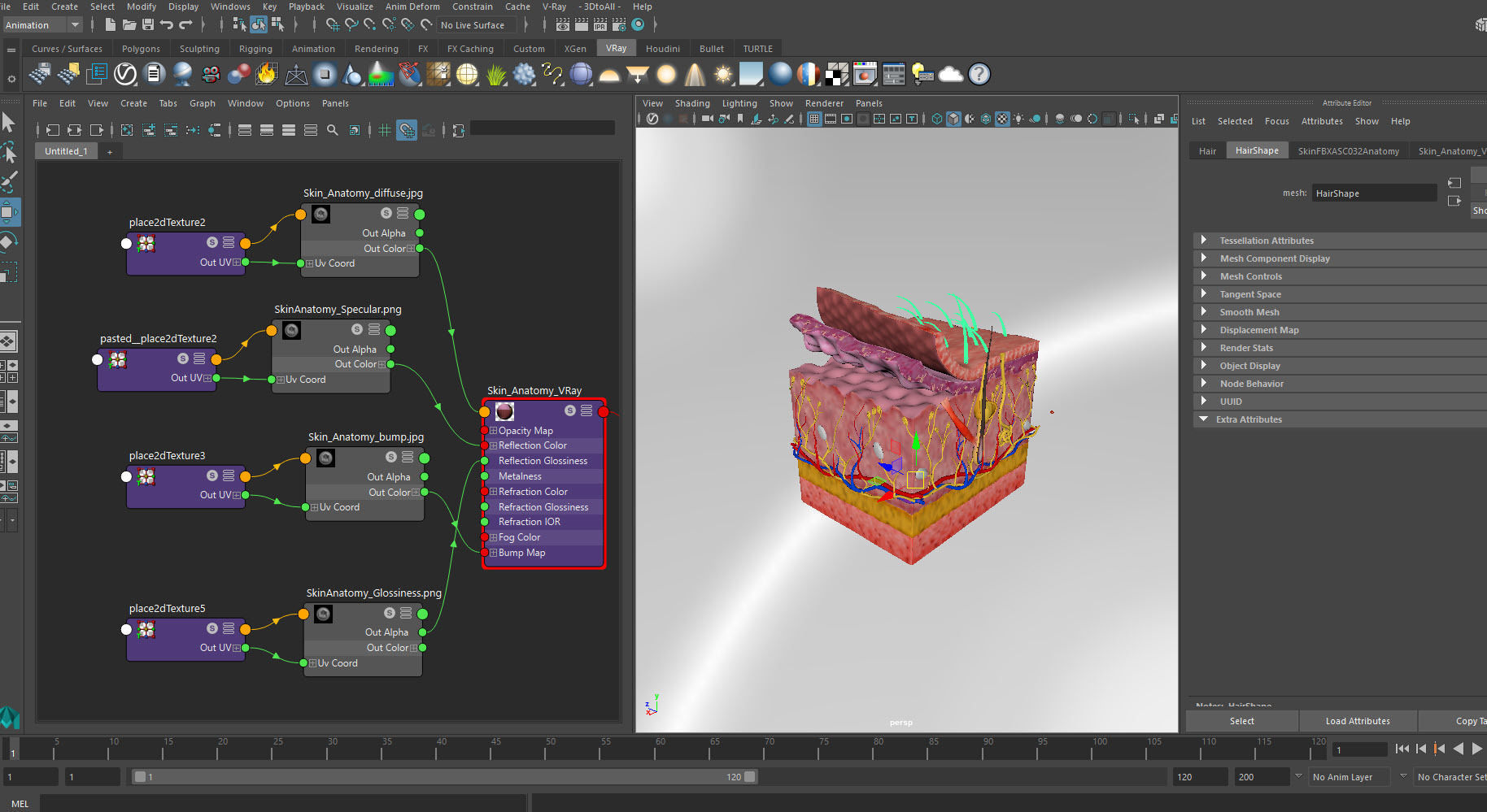 Skin Anatomy 3D model_13