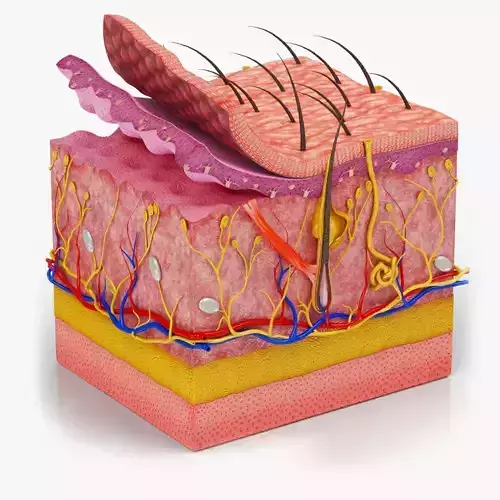 Skin Anatomy 3D model