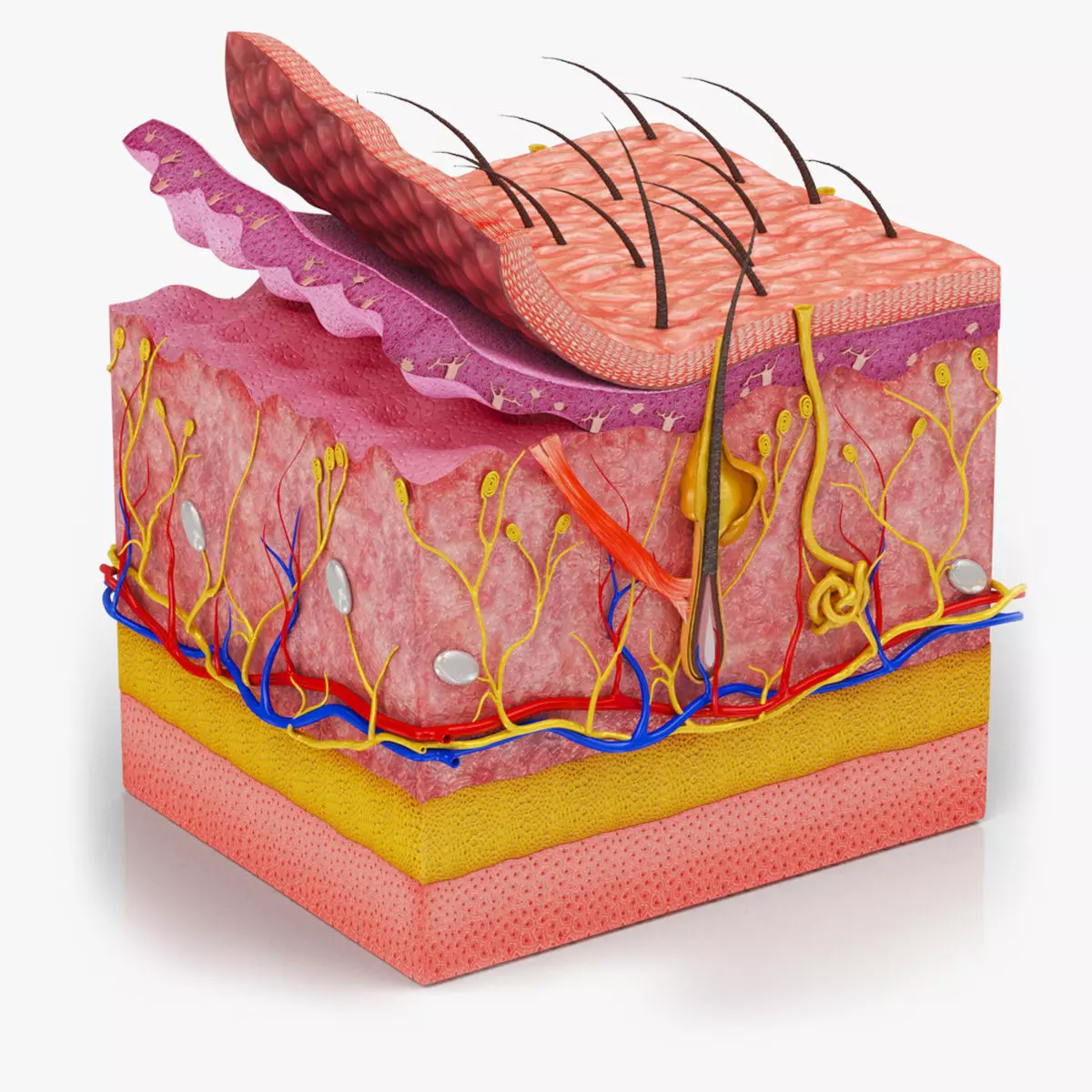 Skin Anatomy 3D model_0