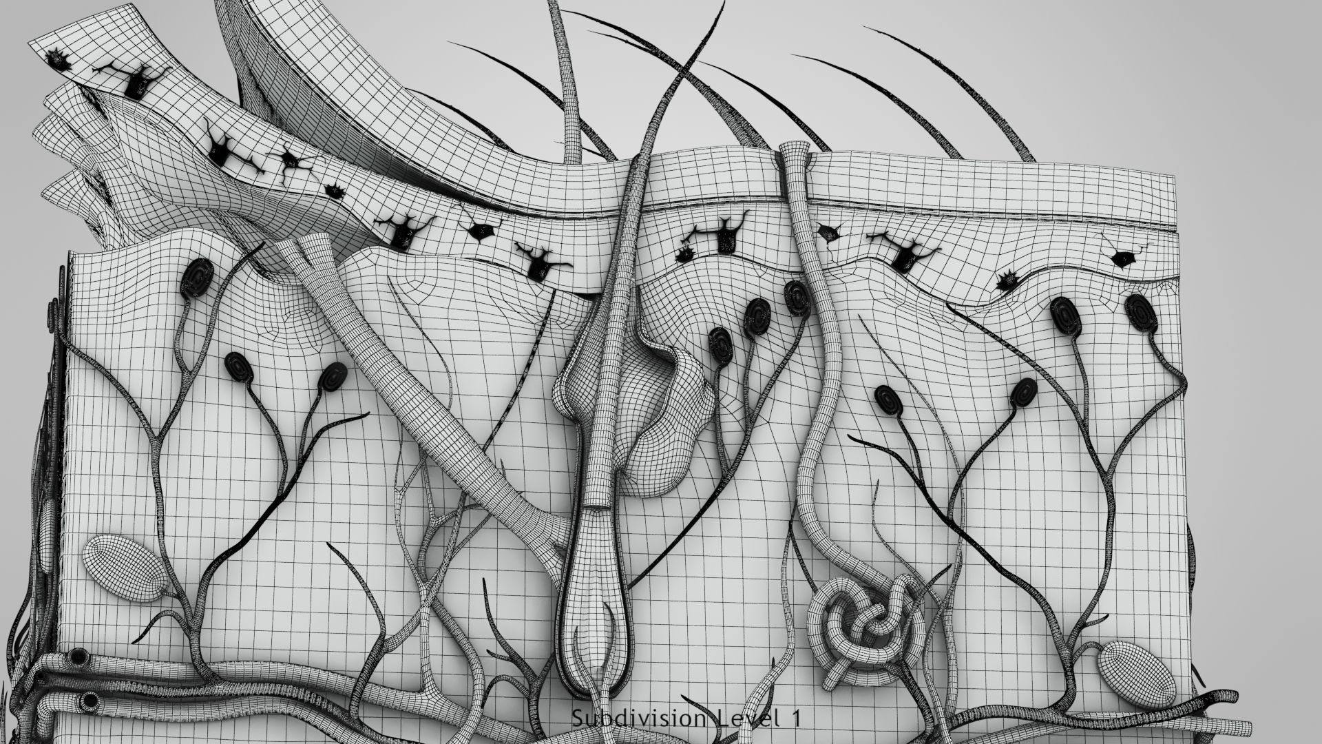 Skin Anatomy 3D model_23