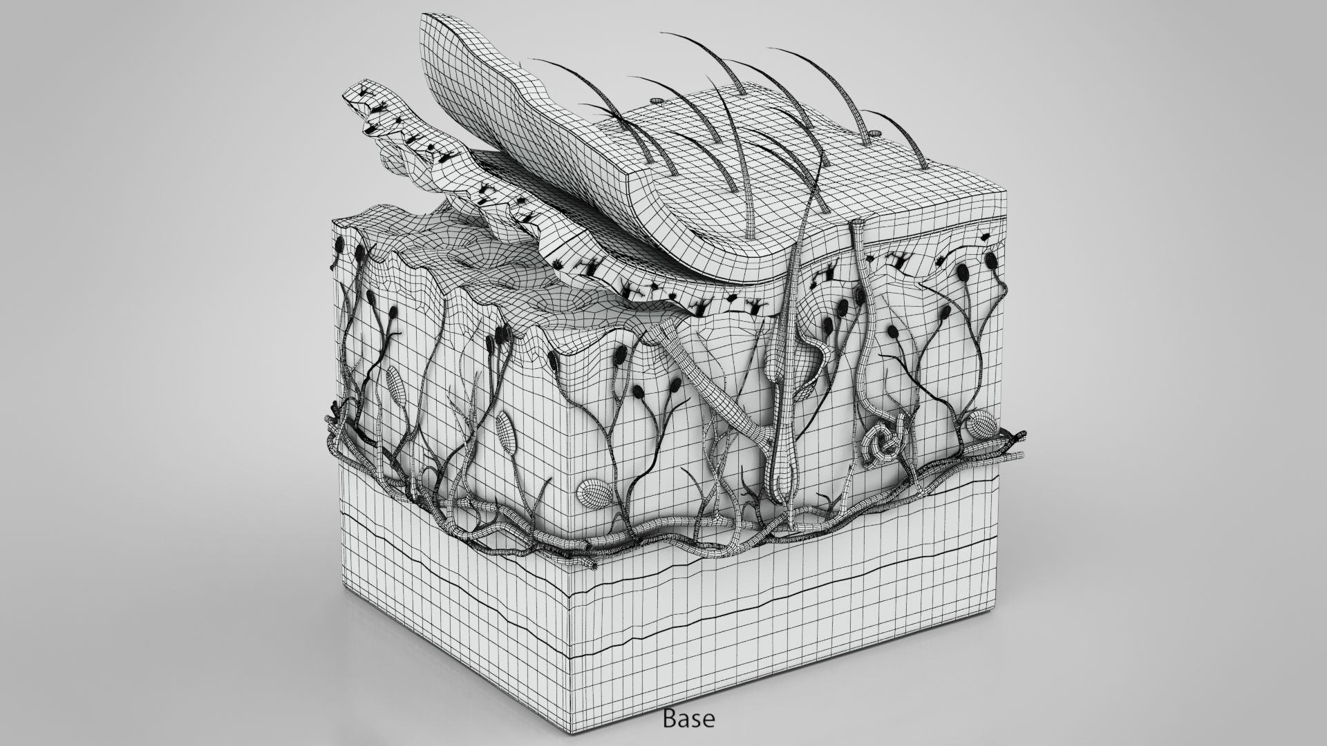 Skin Anatomy 3D model_16