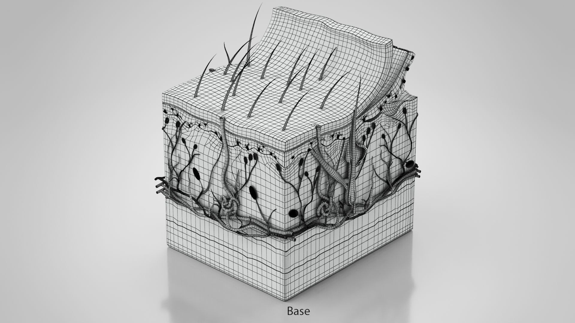 Skin Anatomy 3D model_28