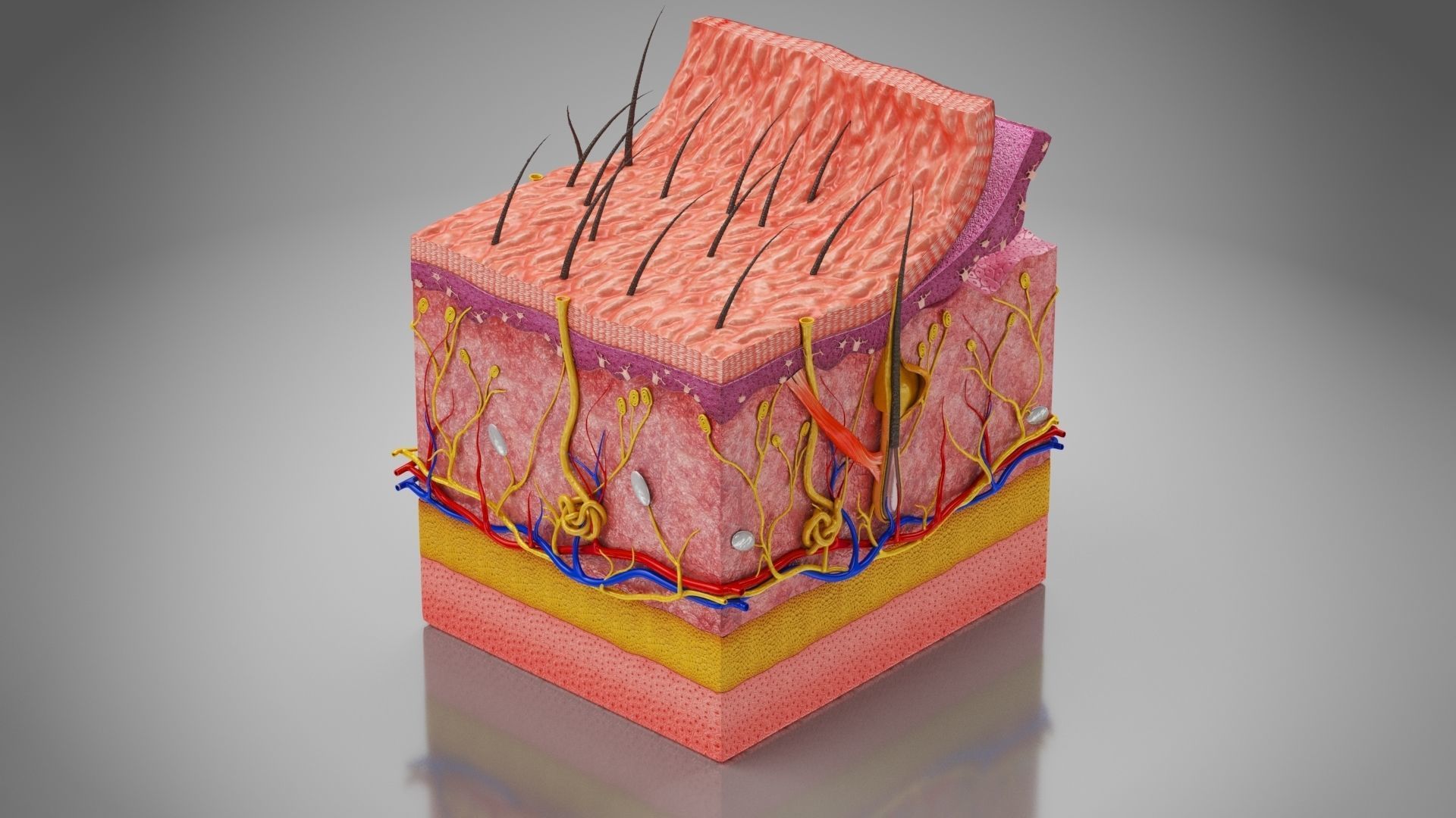Skin Anatomy 3D model_4