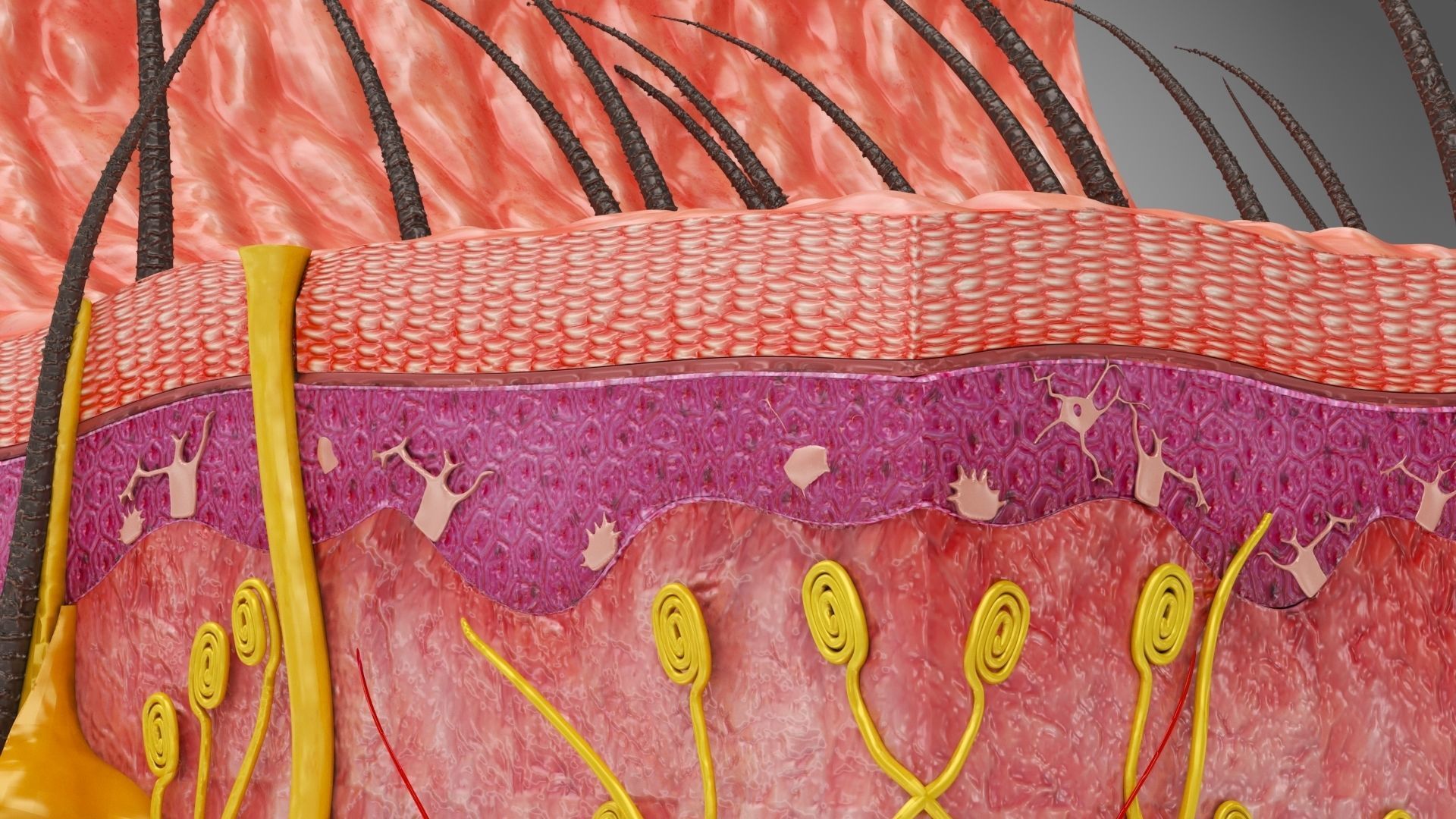 Skin Anatomy 3D model_9