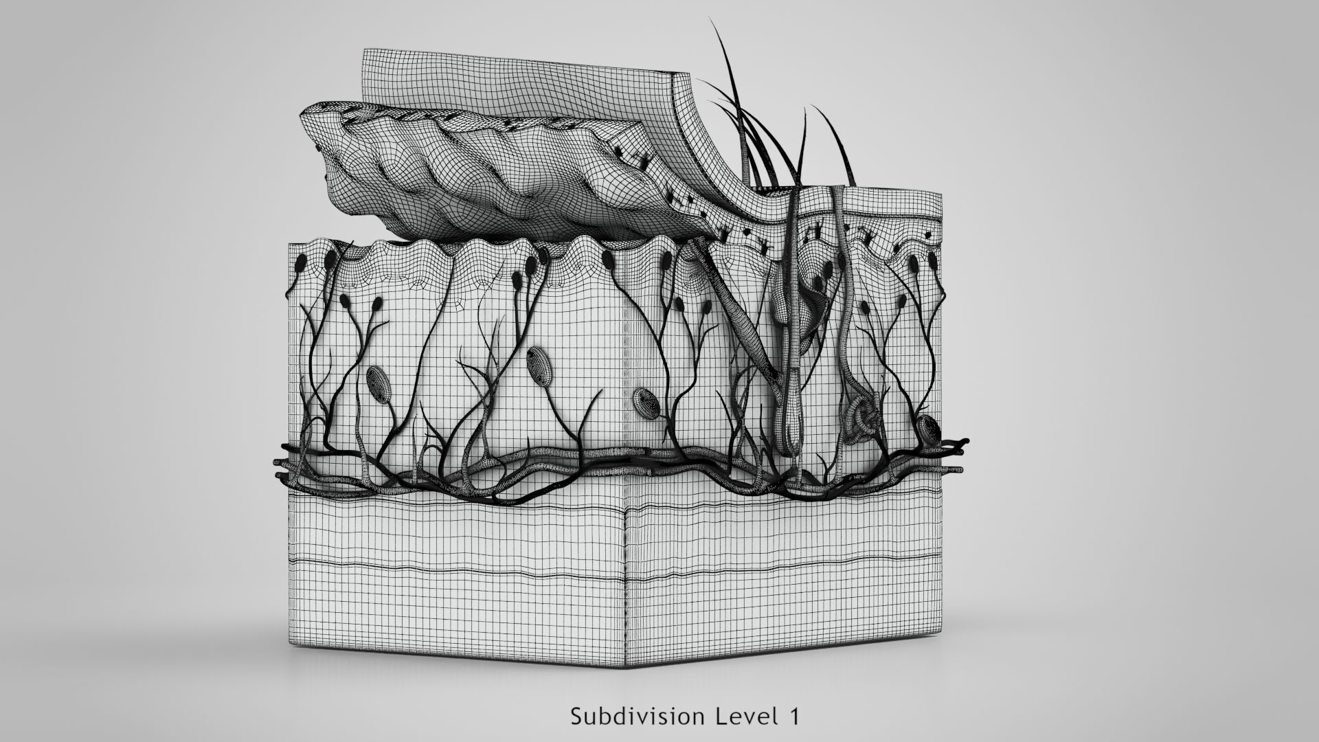 Skin Anatomy 3D model_27
